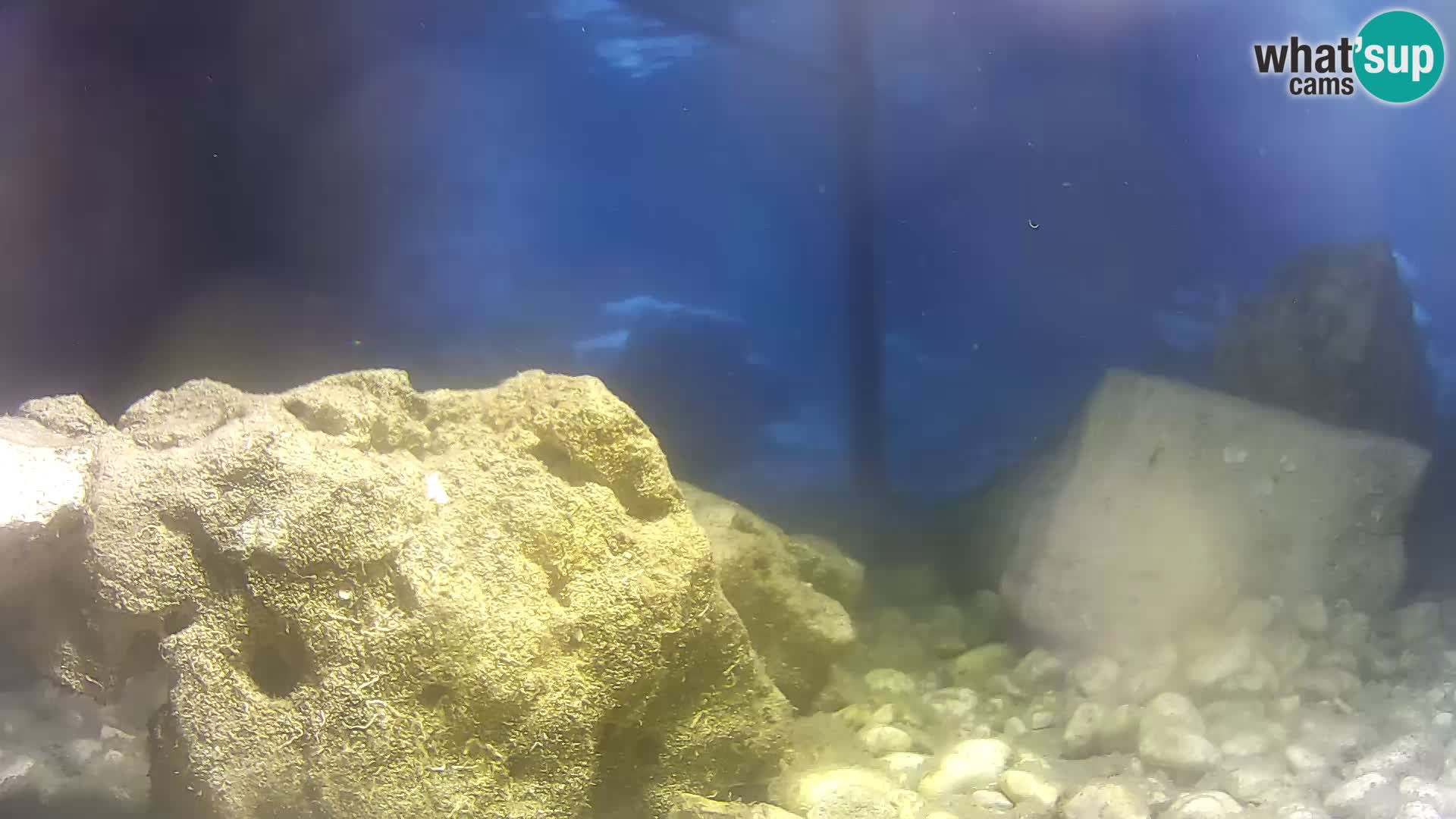 Zunanji morski akvarij Rogoznica spletna kamera Hrvaška