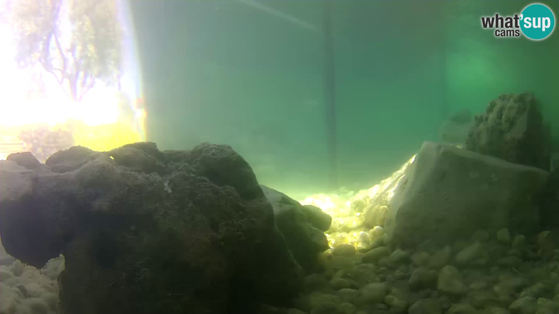 Aquario marino esterno –  Rogoznica livecam Croazia