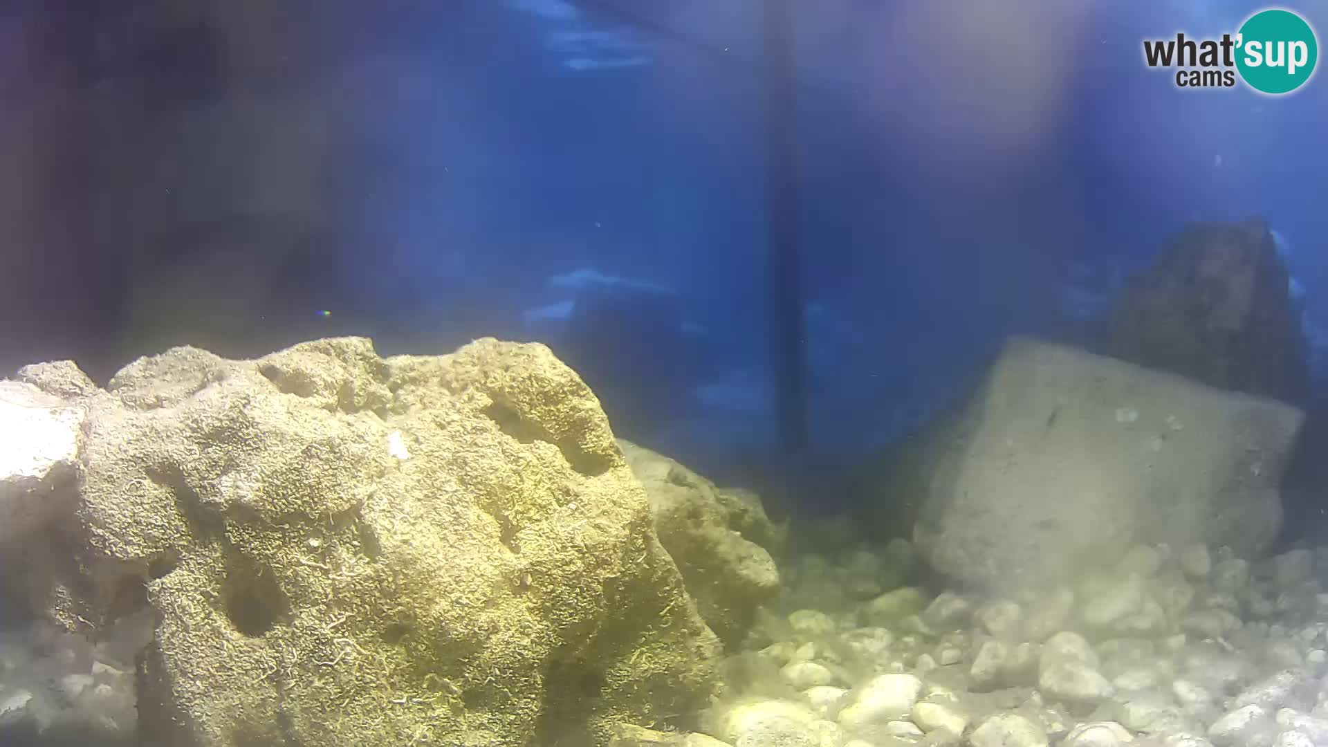 Aquario marino esterno –  Rogoznica livecam Croazia