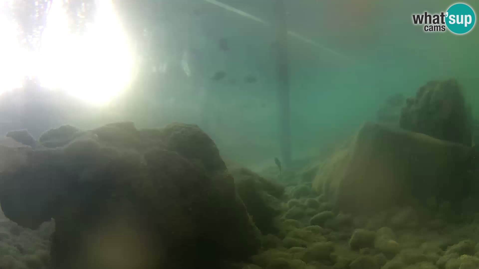 Aquario marino esterno –  Rogoznica livecam Croazia