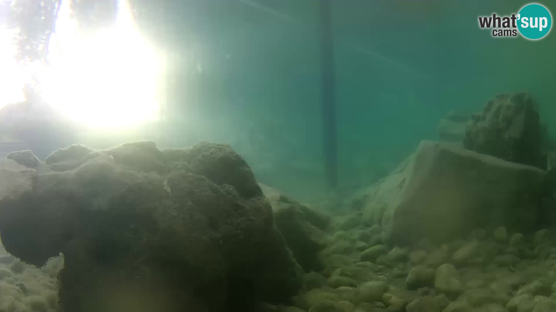 Aquario marino esterno –  Rogoznica livecam Croazia