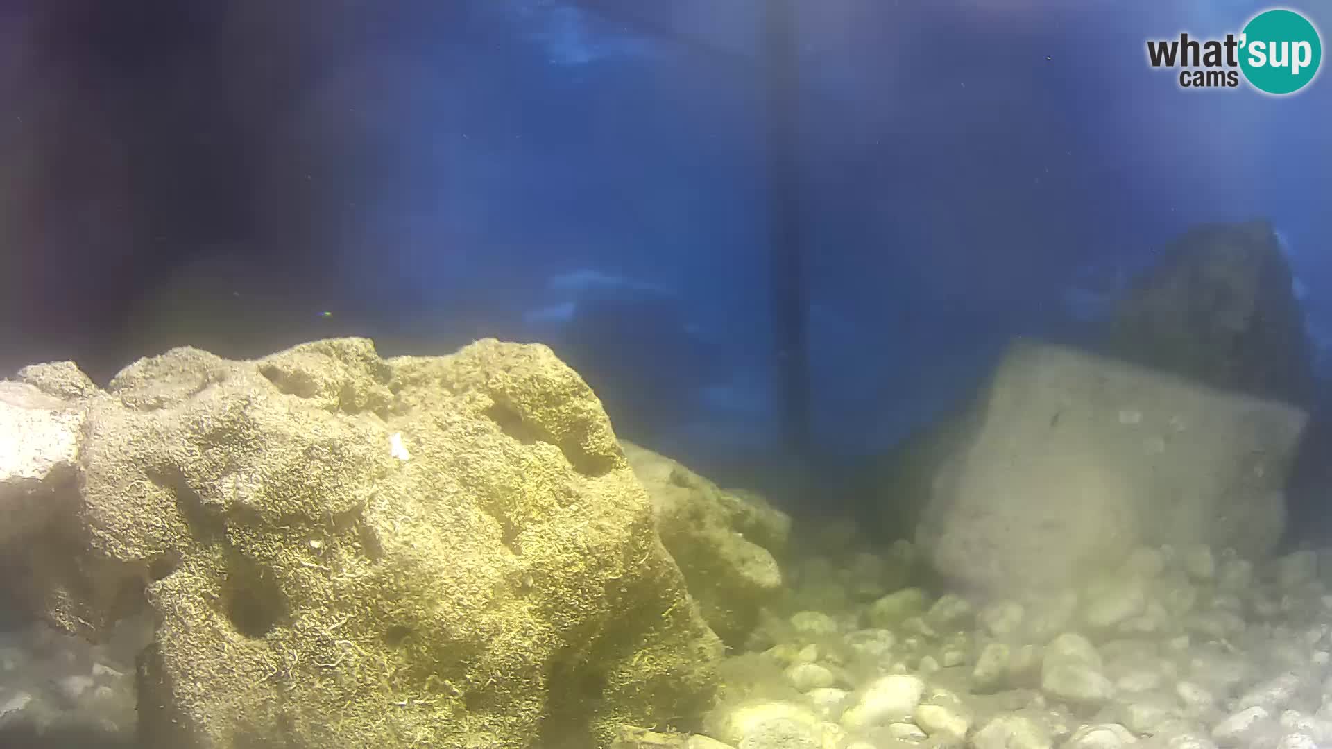 Aquario marino esterno –  Rogoznica livecam Croazia