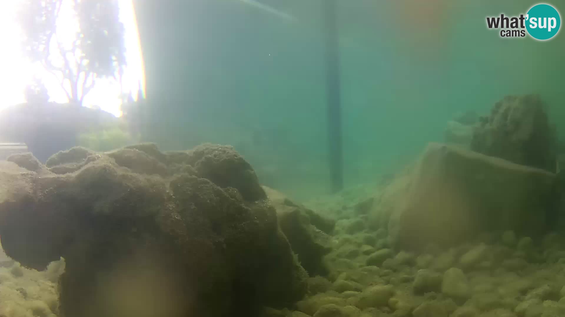 Aquario marino esterno –  Rogoznica livecam Croazia