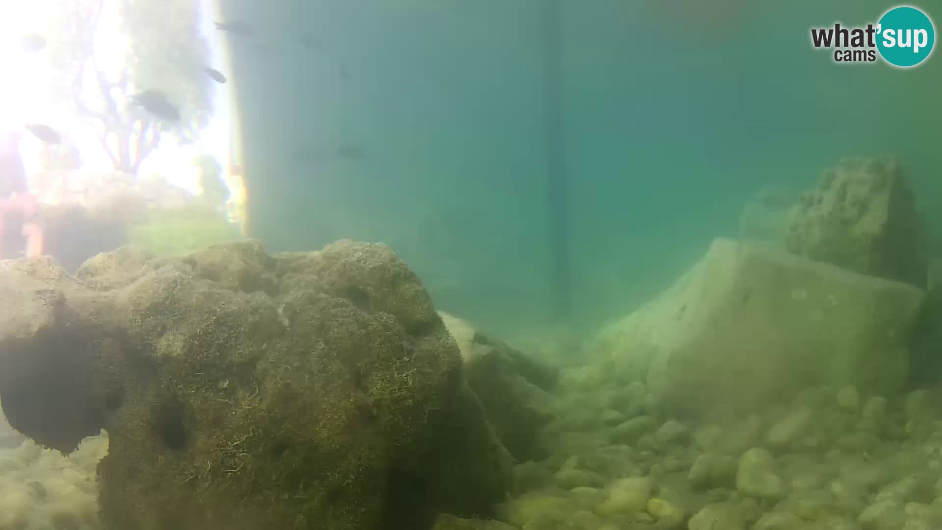 Acuario marino al aire libre Rogoznica webcam Croacia