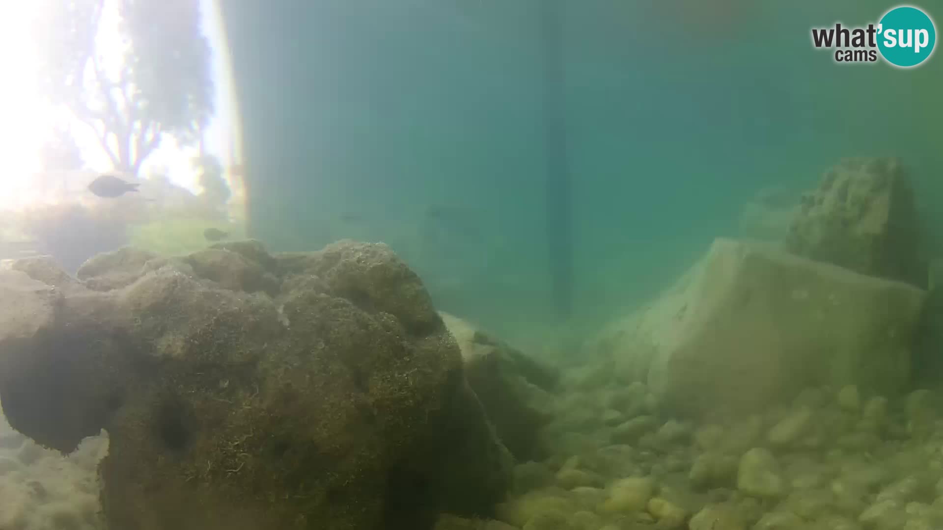 Aquario marino esterno –  Rogoznica livecam Croazia