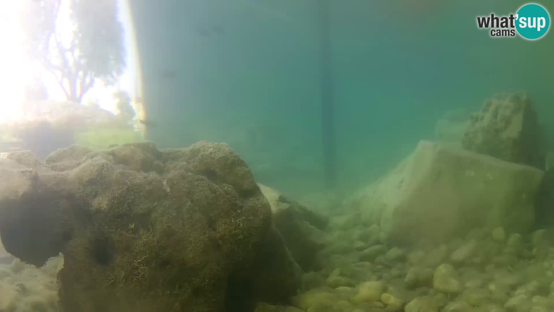 Webcam de l’aquarium marin extérieur de Rogoznica Croatie
