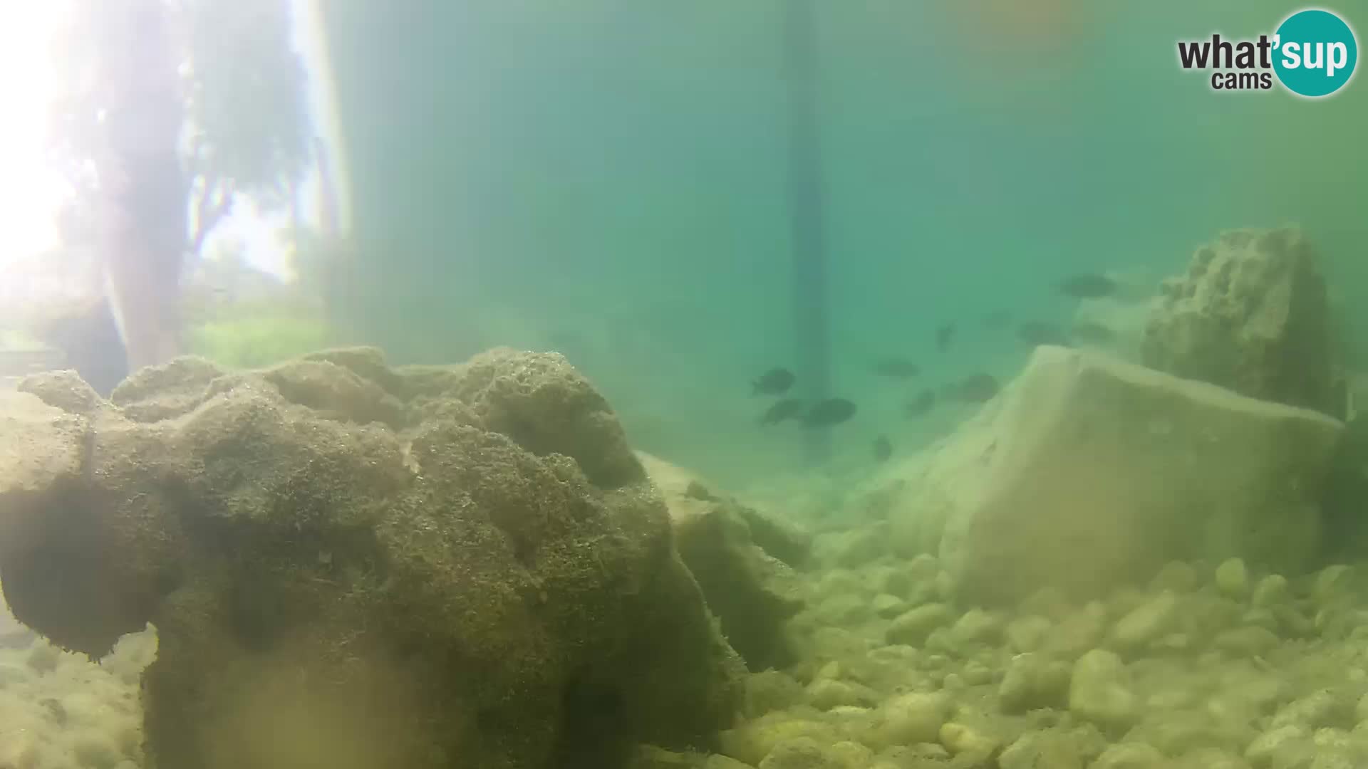 Aquario marino esterno – Rogoznica livecam Croazia
