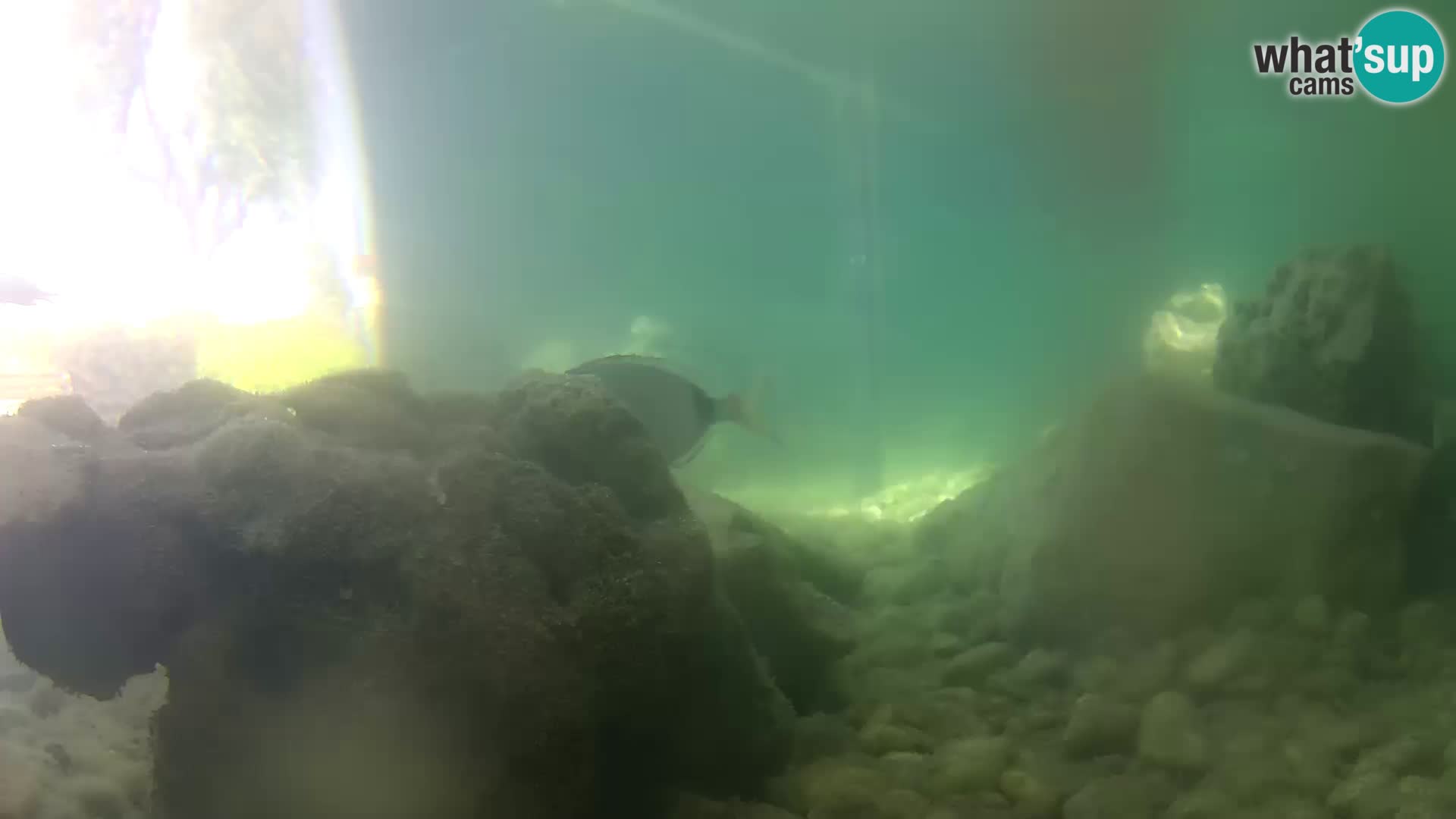 Webcam de l’aquarium marin extérieur de Rogoznica Croatie