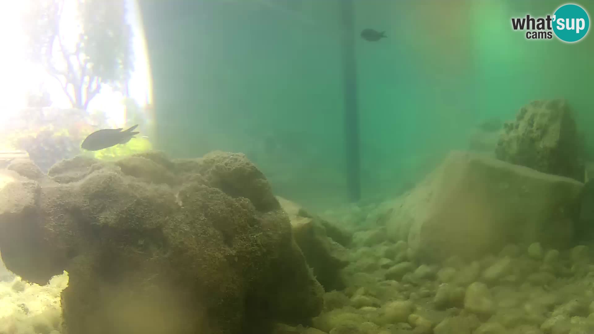 Outdoor Marine Aquarium Rogoznica webcam Croatia