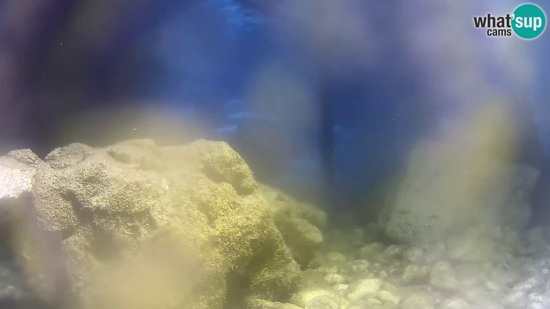 Aquario marino esterno –  Rogoznica livecam Croazia