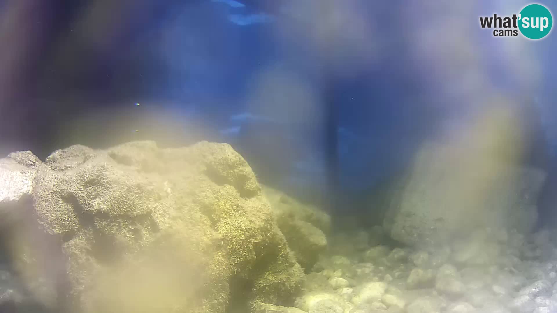 Acuario marino al aire libre Rogoznica webcam Croacia
