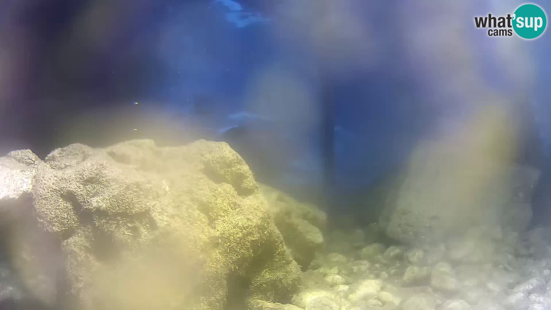 Aquario marino esterno –  Rogoznica livecam Croazia