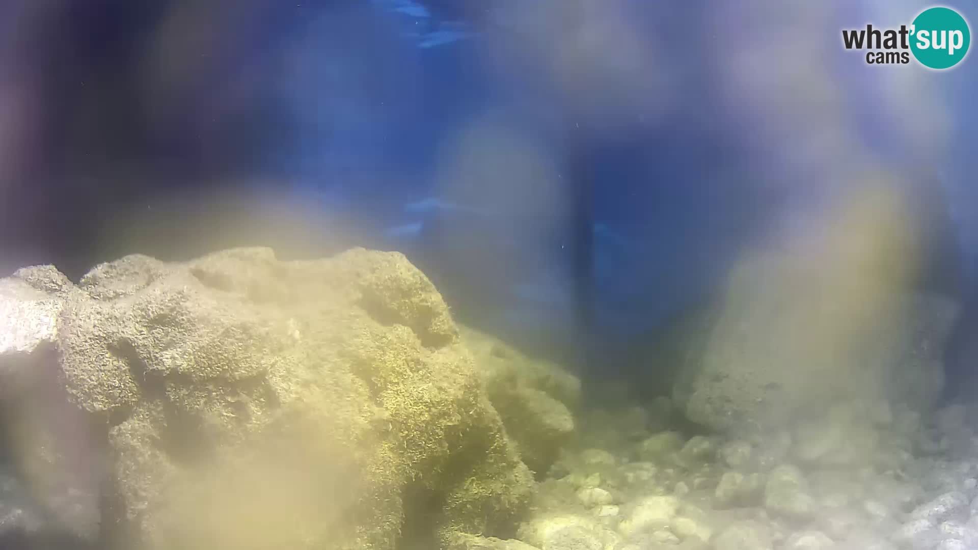 Aquario marino esterno –  Rogoznica livecam Croazia
