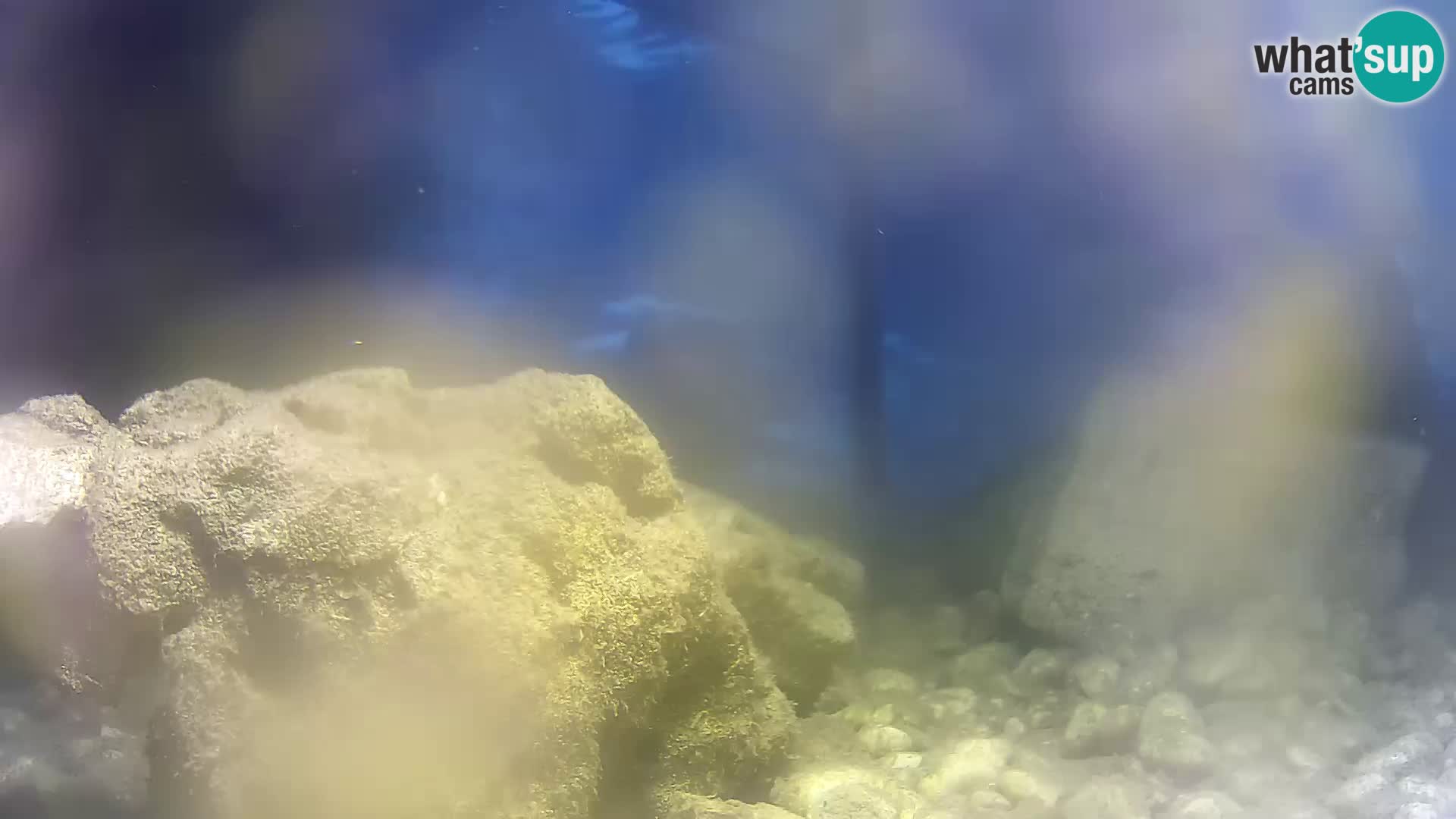 Acuario marino al aire libre Rogoznica webcam Croacia