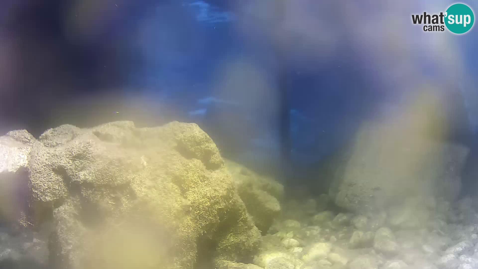 Acuario marino al aire libre Rogoznica webcam Croacia
