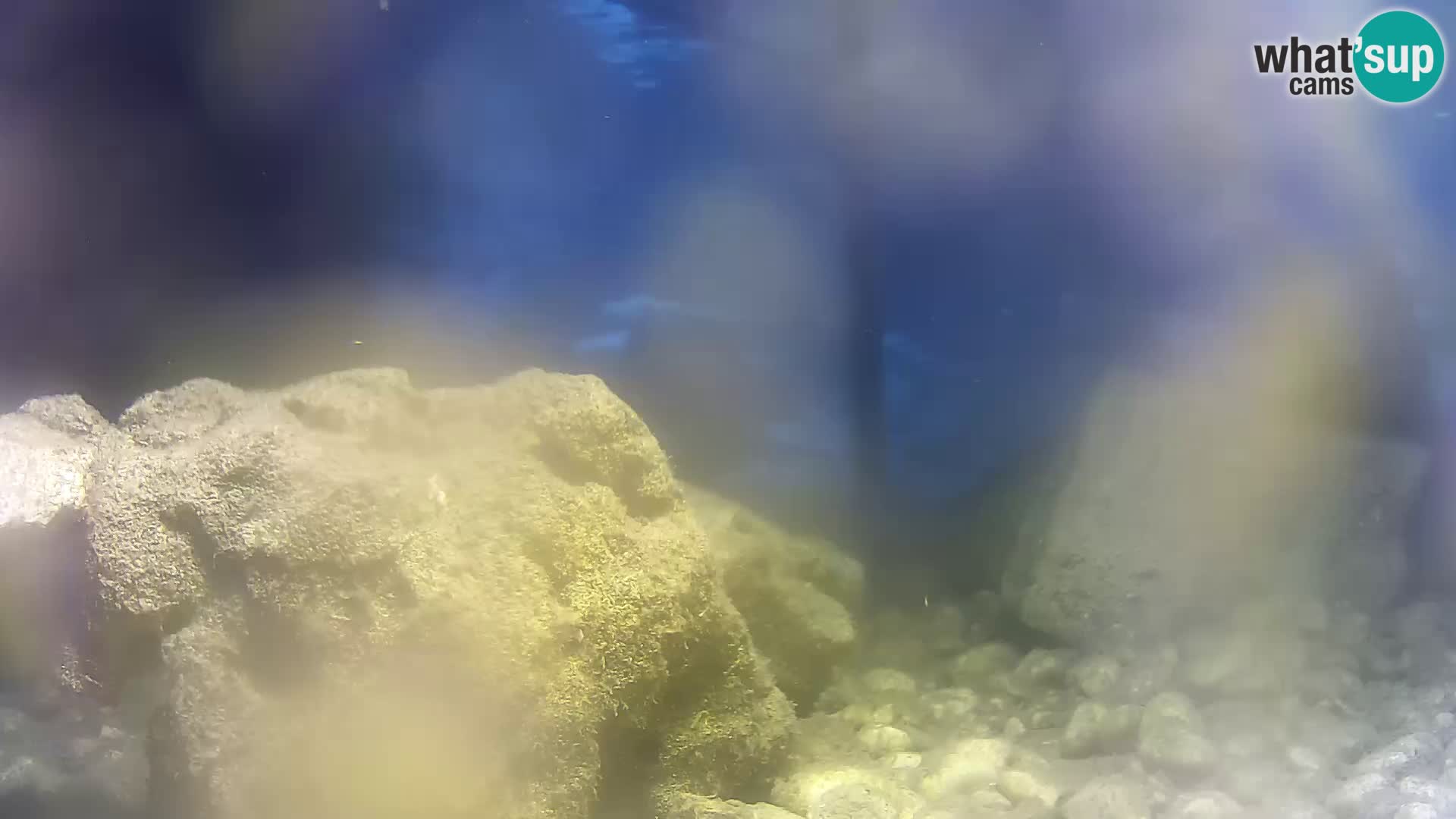 Aquario marino esterno – Rogoznica livecam Croazia