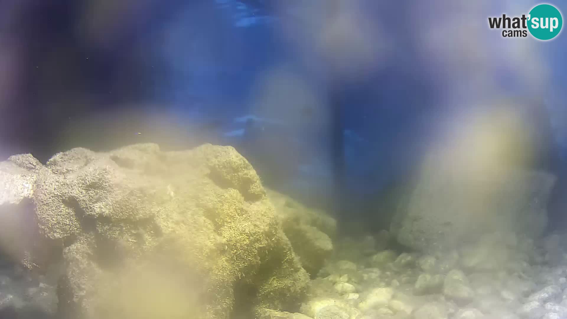 Aquario marino esterno – Rogoznica livecam Croazia