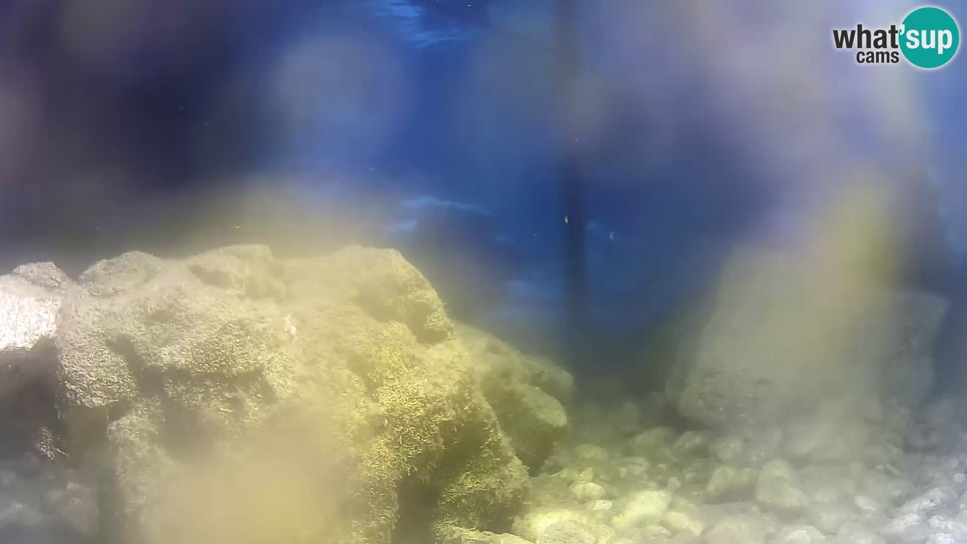Aquario marino esterno –  Rogoznica livecam Croazia