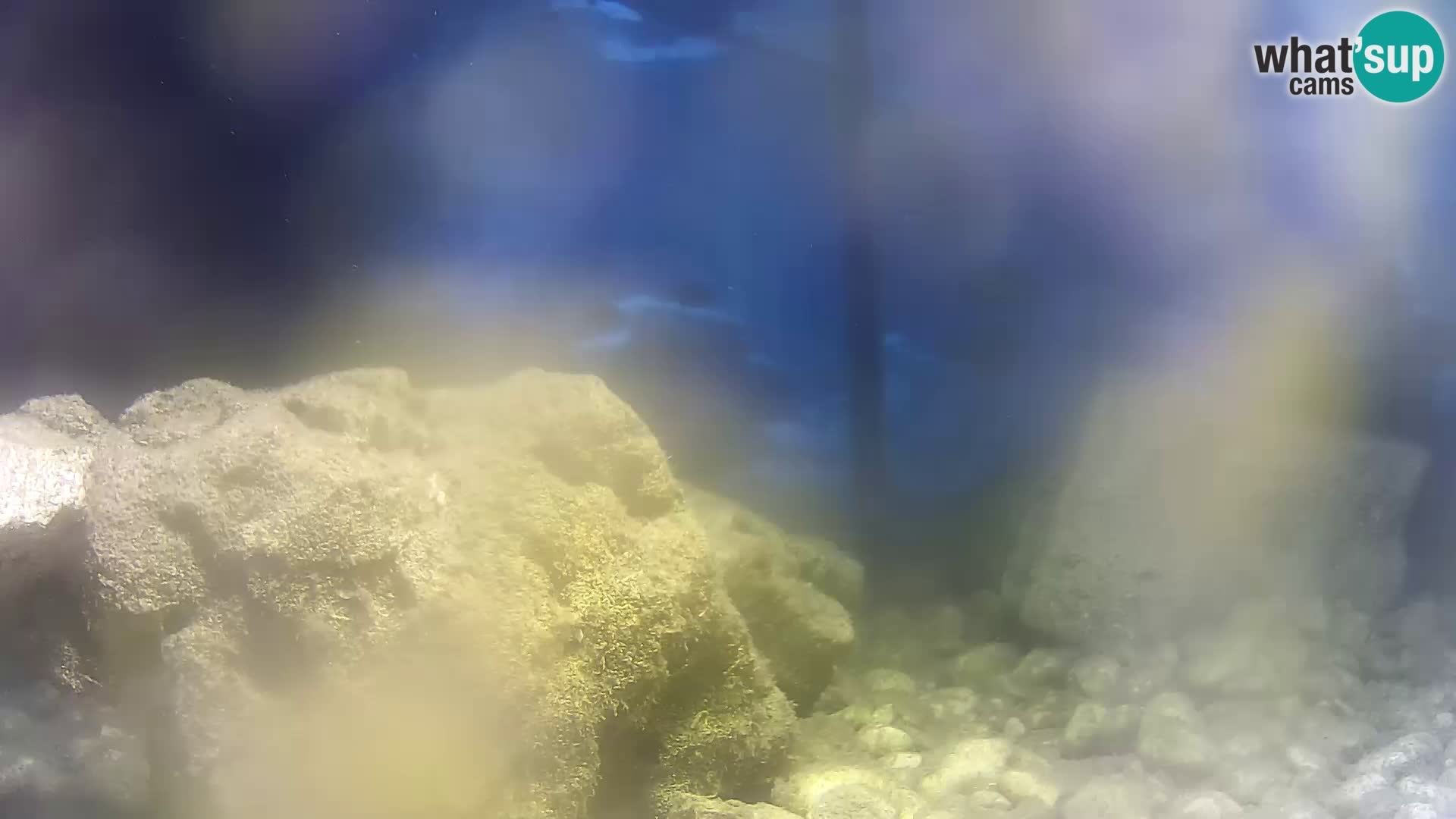 Acuario marino al aire libre Rogoznica webcam Croacia