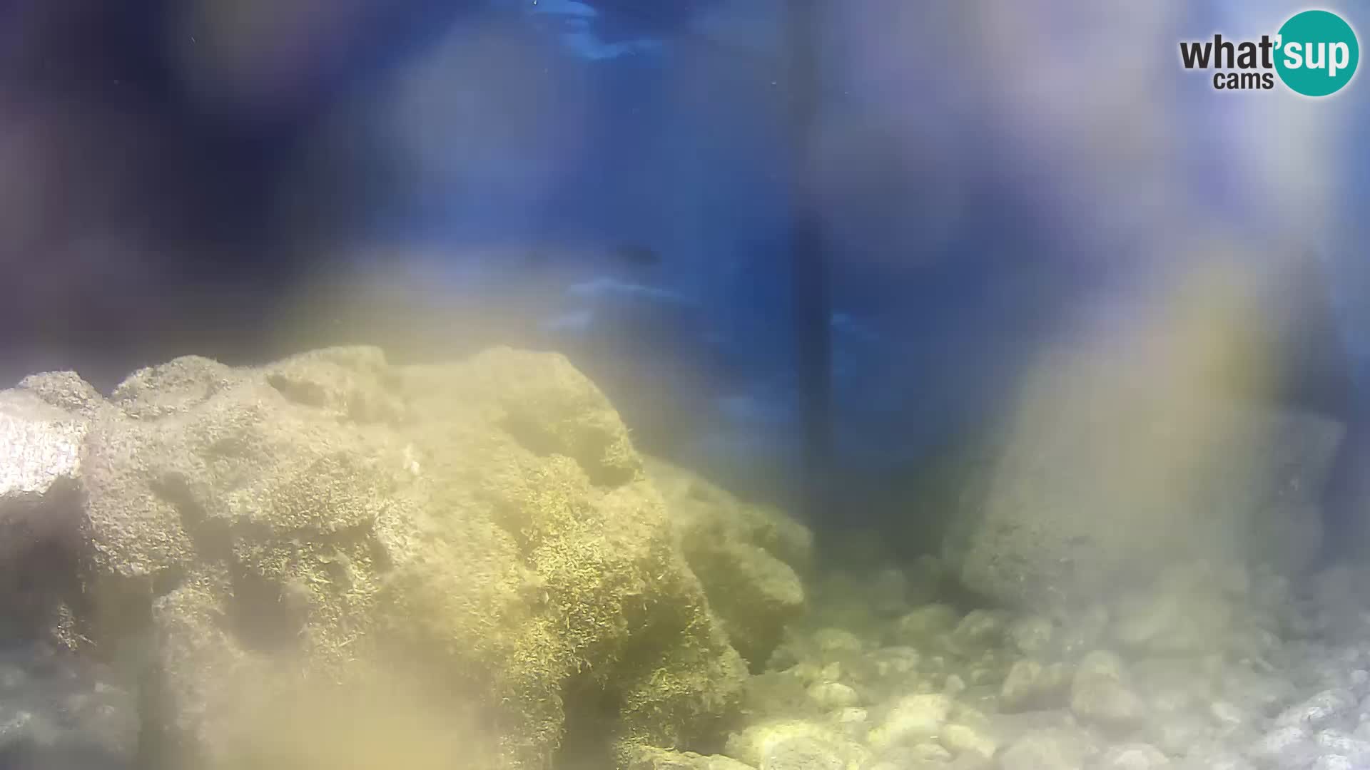 Webcam de l’aquarium marin extérieur de Rogoznica Croatie