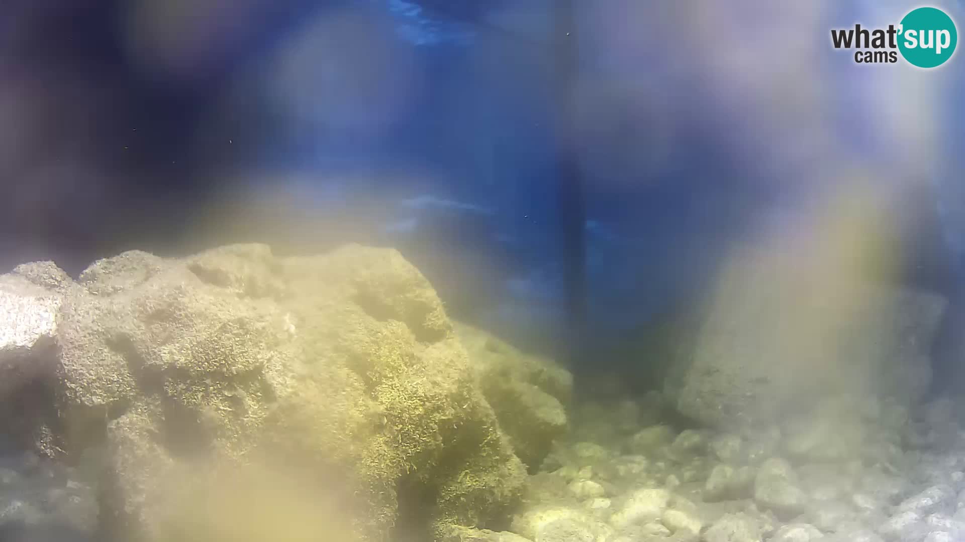Zunanji morski akvarij Rogoznica spletna kamera Hrvaška