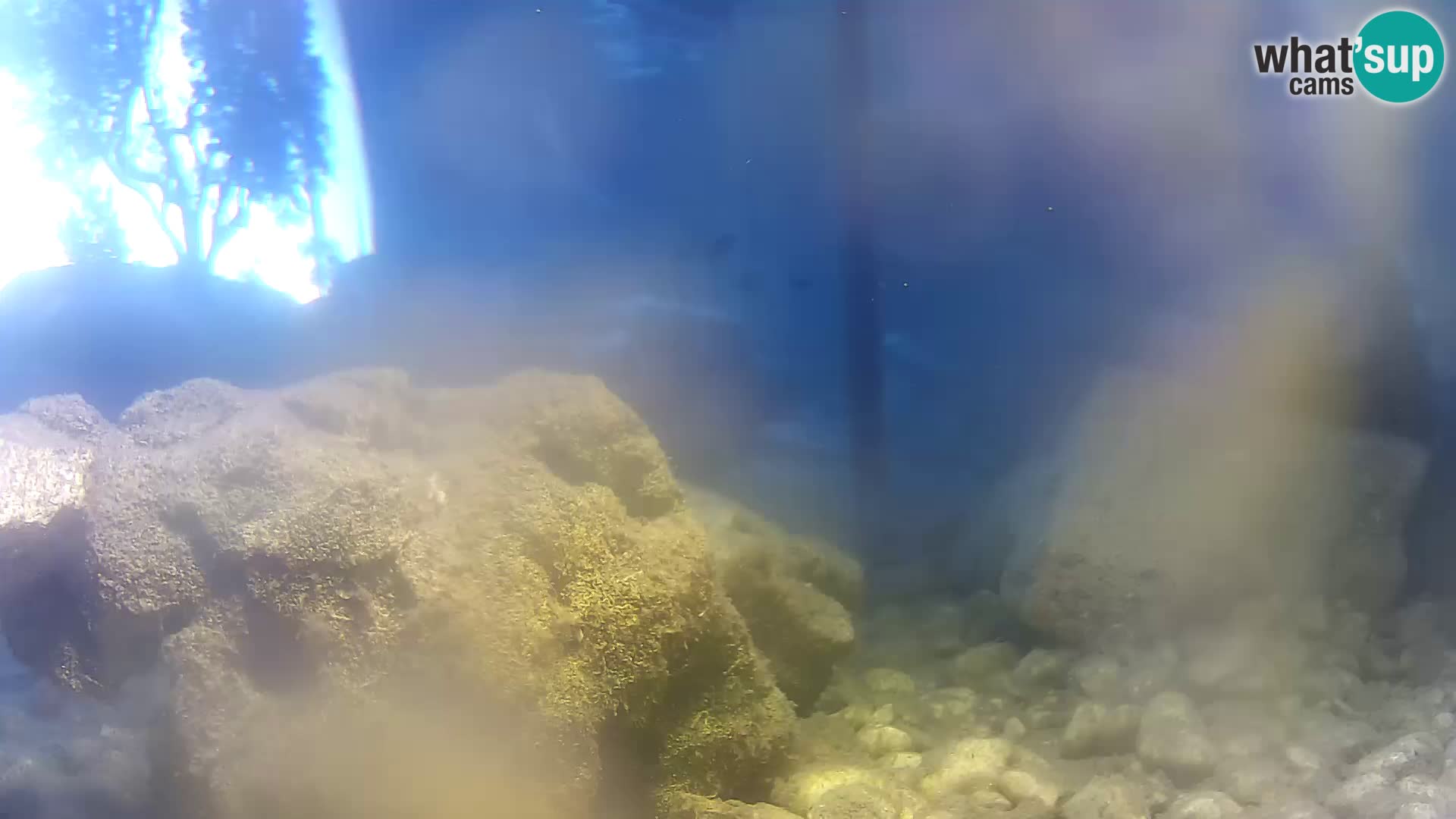 Acuario marino al aire libre Rogoznica webcam Croacia