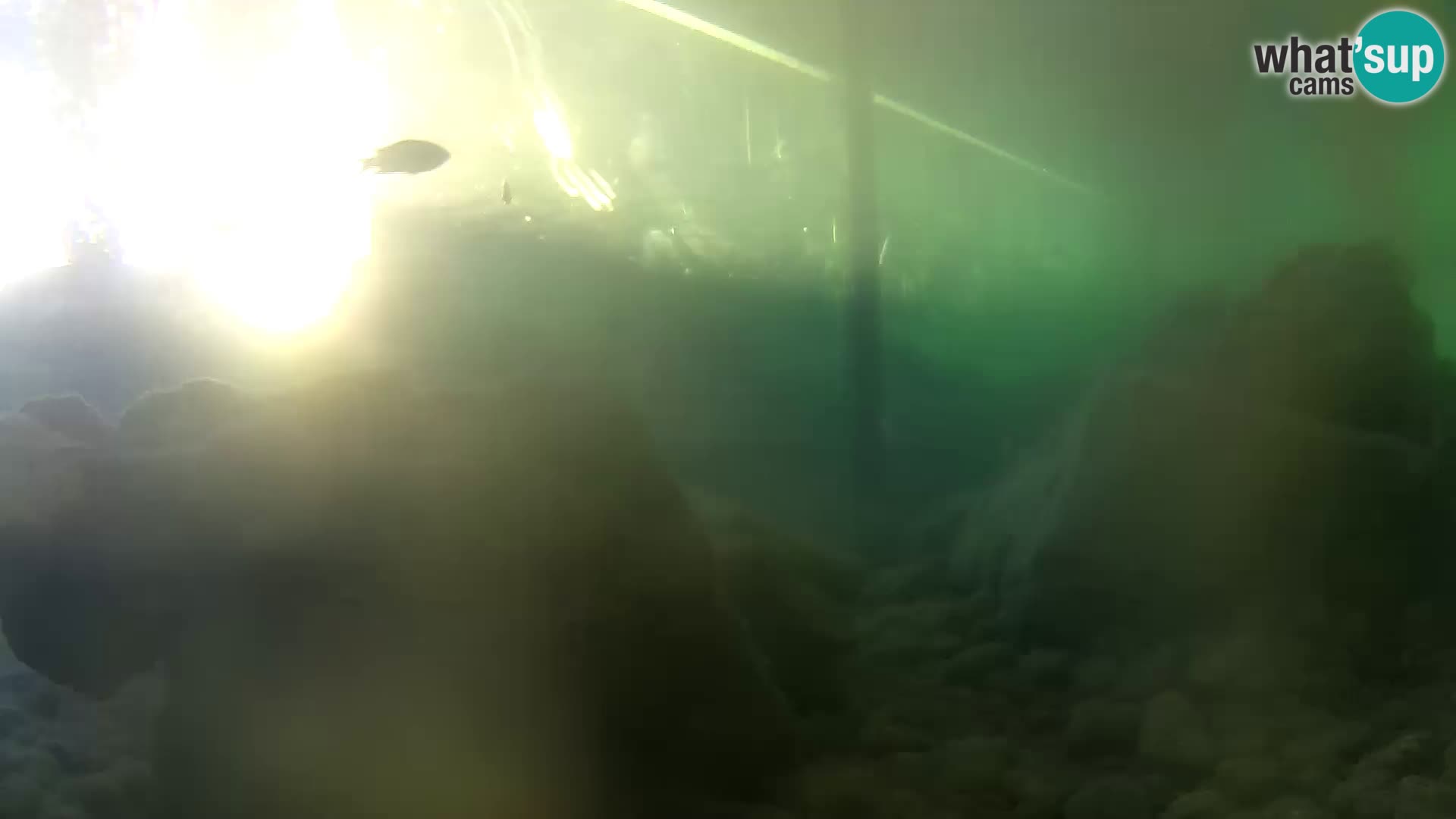 Aquario marino esterno –  Rogoznica livecam Croazia