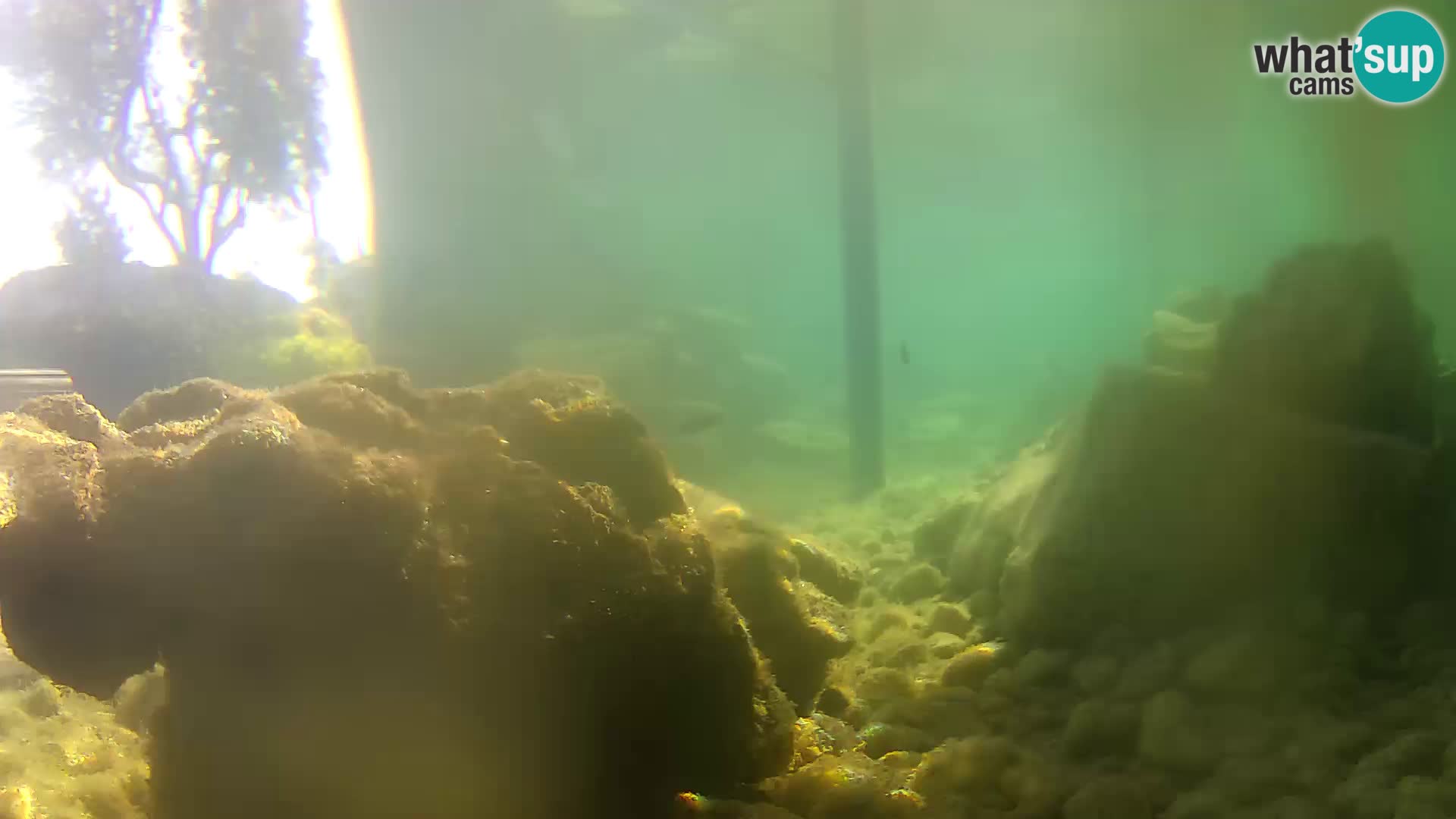 Acuario marino al aire libre Rogoznica webcam Croacia