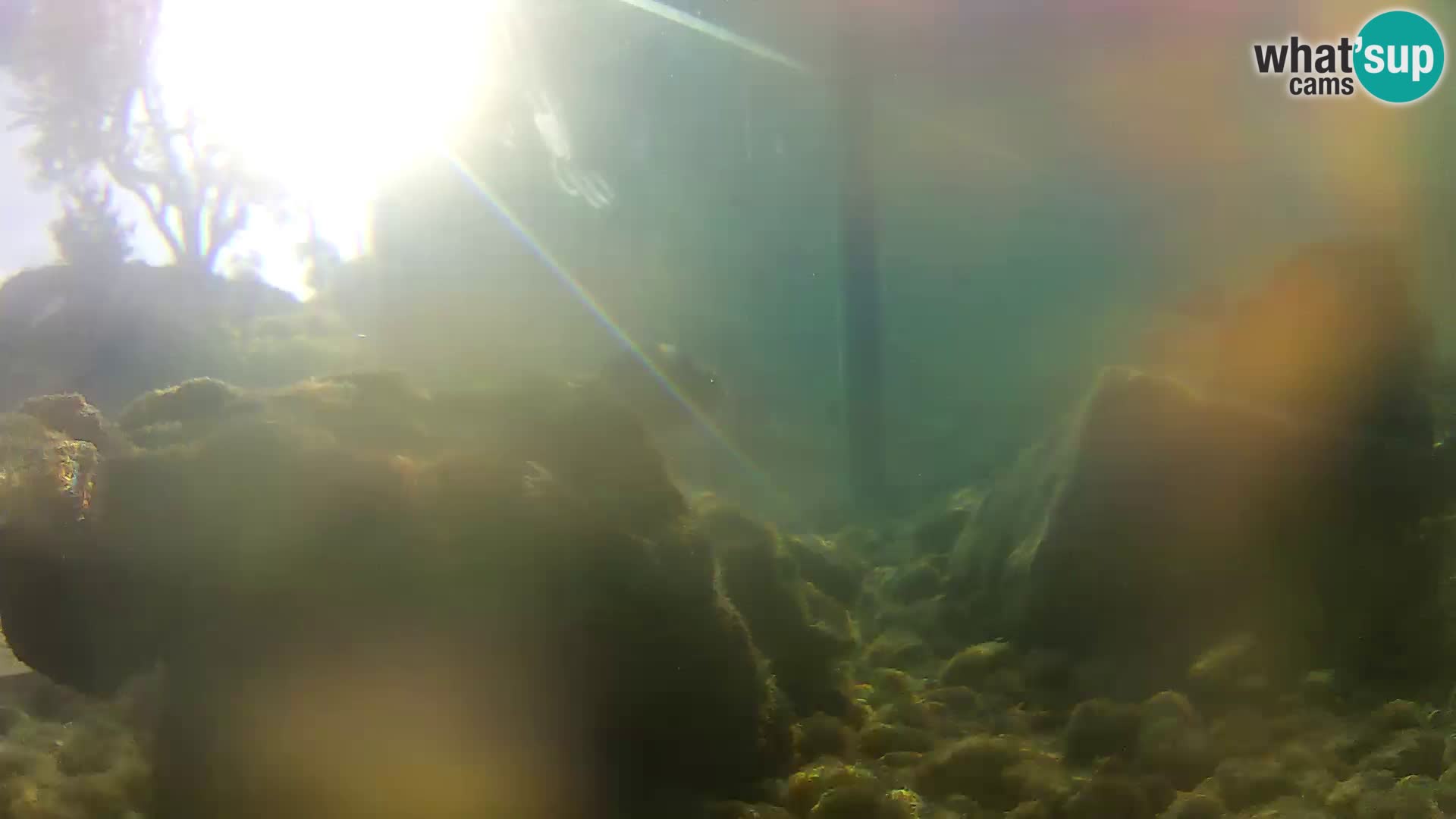 Acuario marino al aire libre Rogoznica webcam Croacia