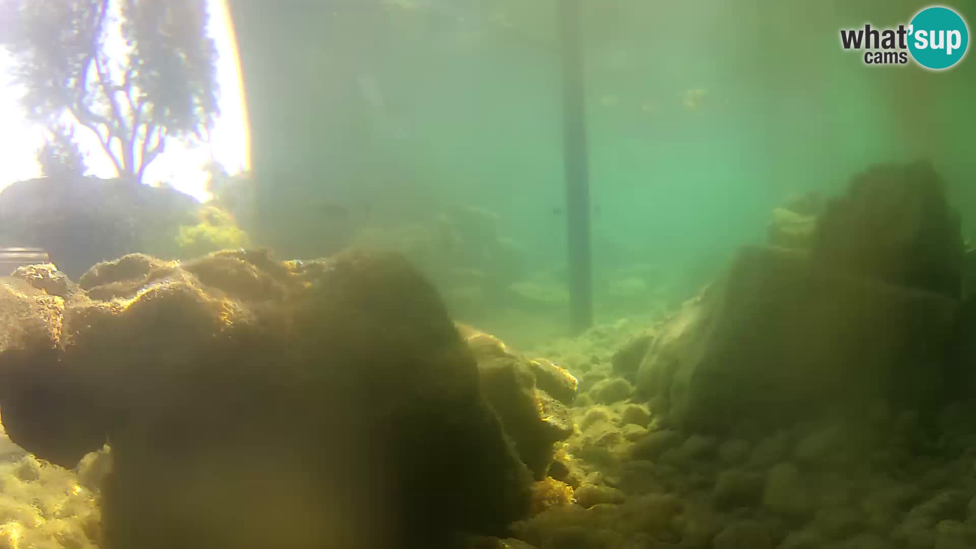 Acuario marino al aire libre Rogoznica webcam Croacia