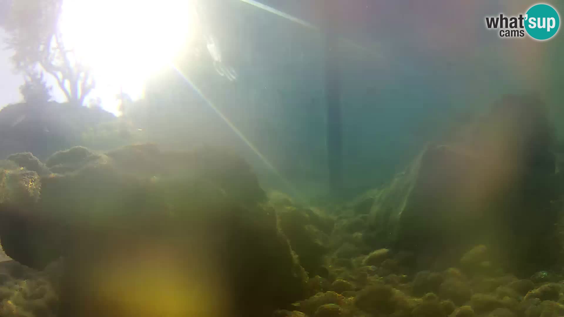 Aquario marino esterno –  Rogoznica livecam Croazia