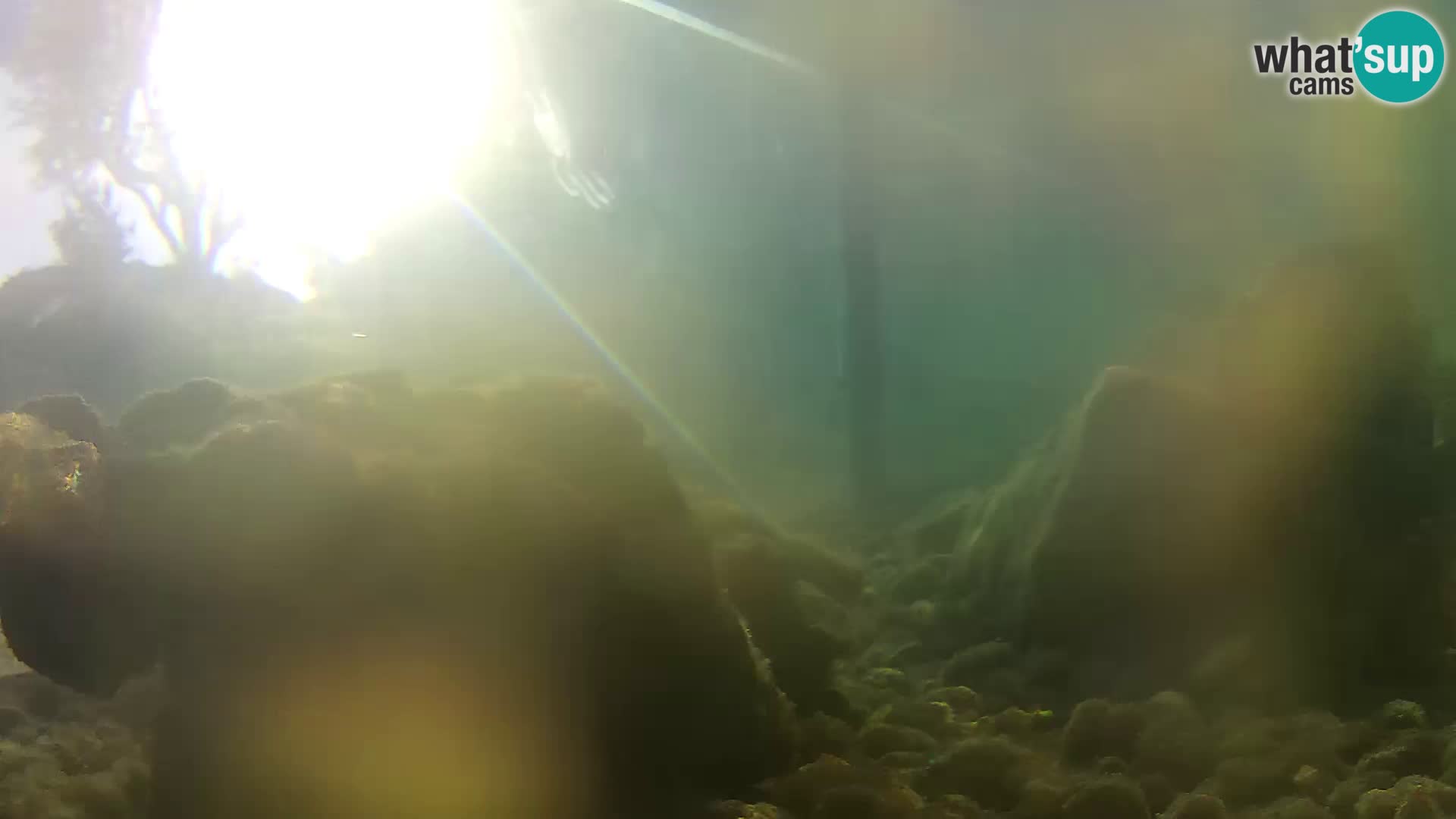 Zunanji morski akvarij Rogoznica spletna kamera Hrvaška