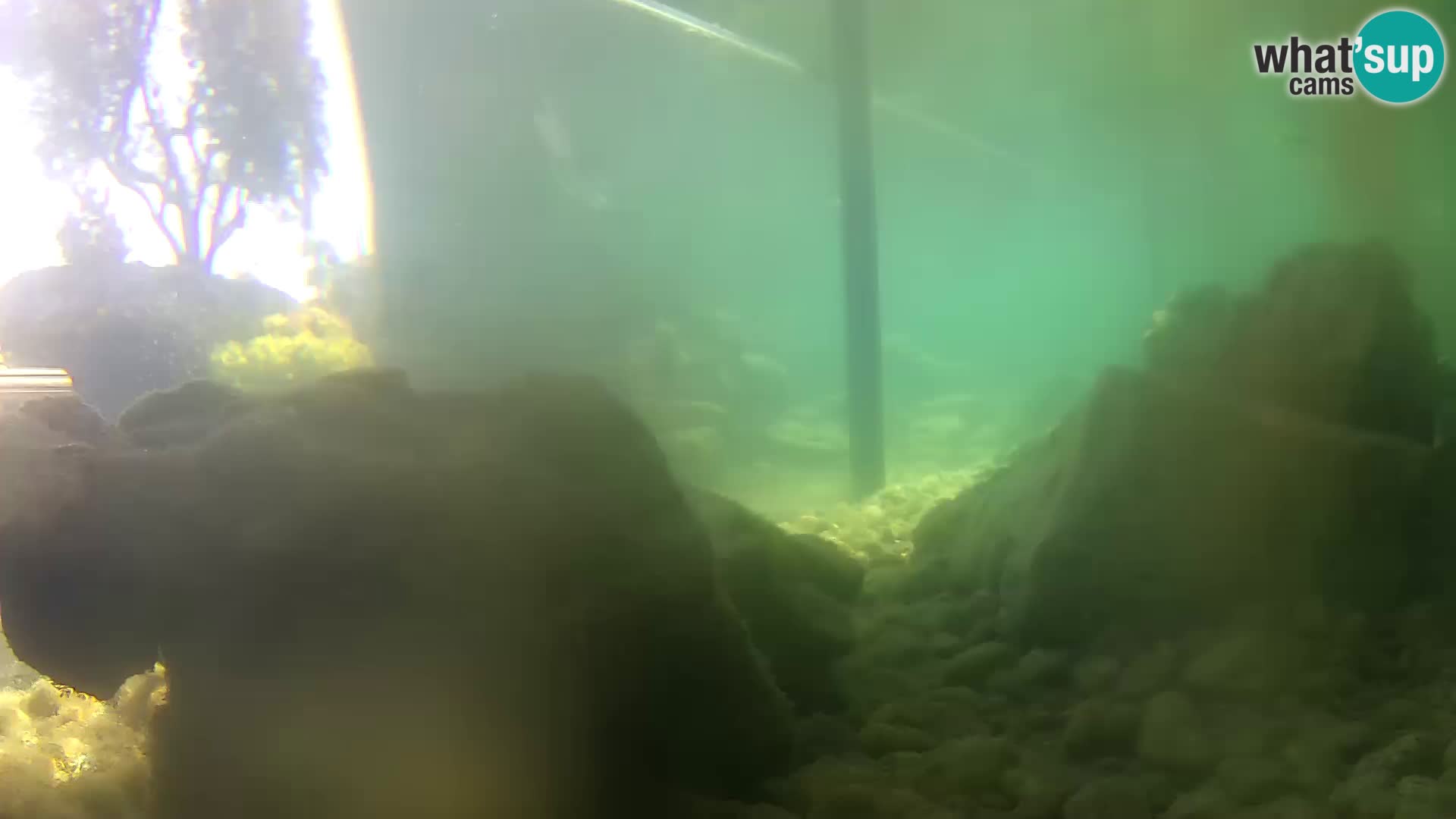 Aquario marino esterno –  Rogoznica livecam Croazia