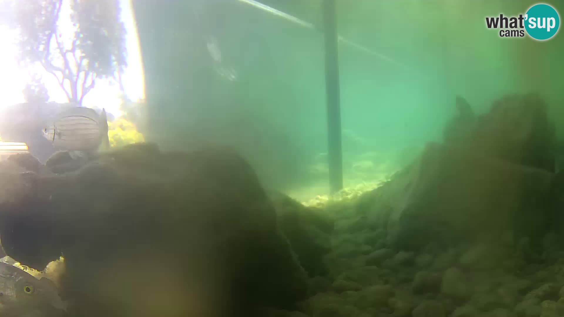 Outdoor Marine Aquarium Rogoznica webcam Croatia