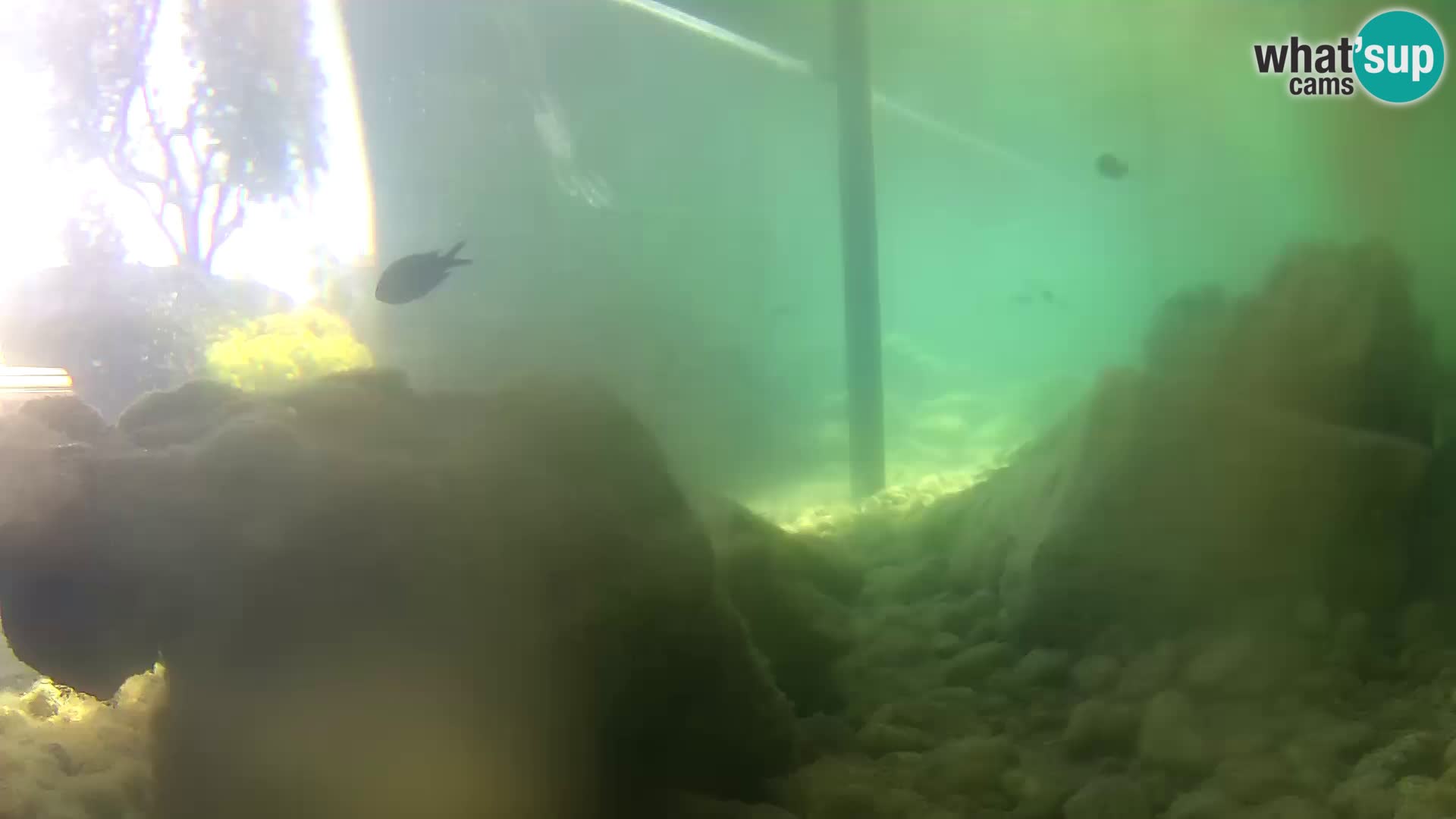 Webcam de l’aquarium marin extérieur de Rogoznica Croatie