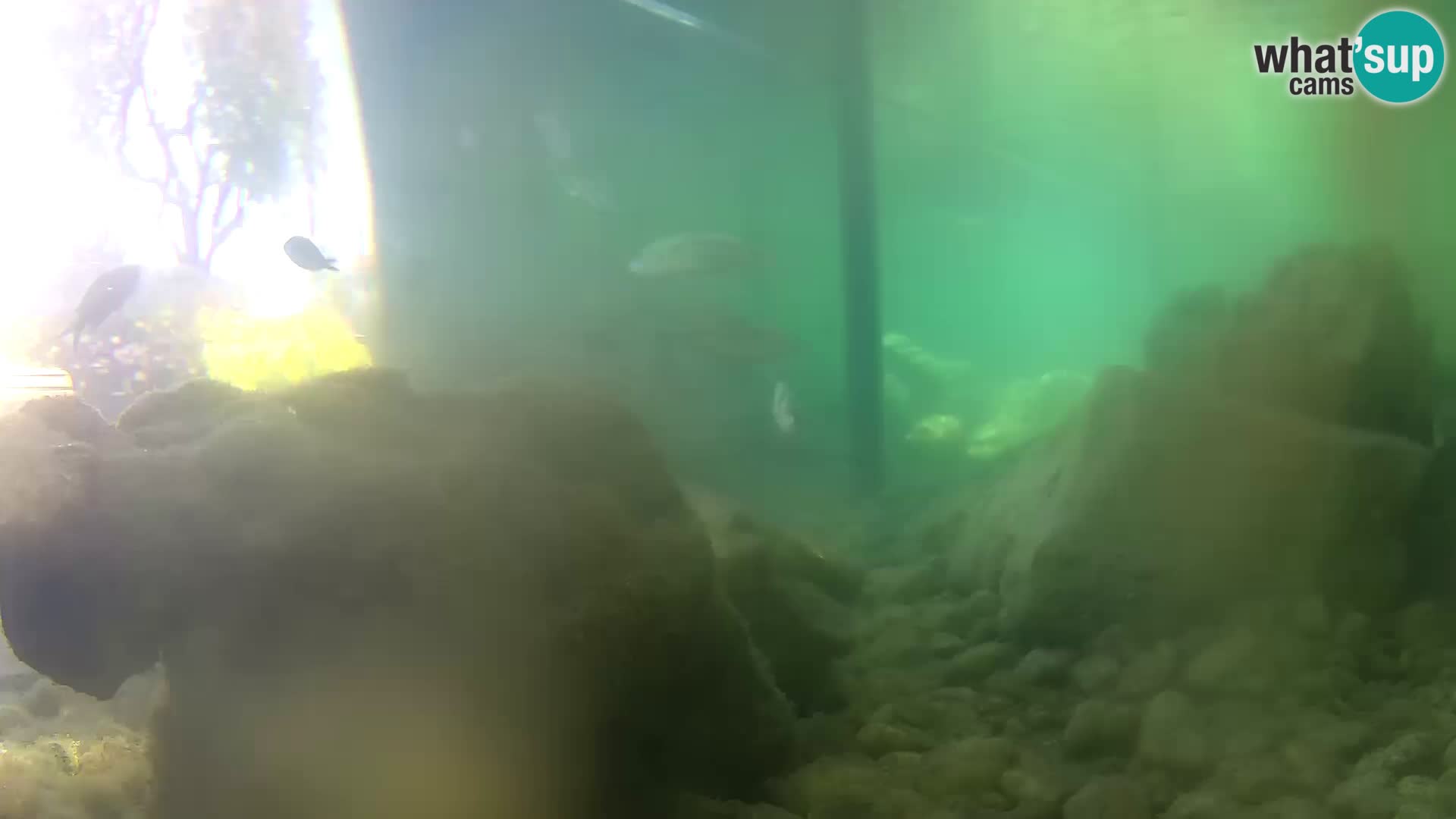 Marine Aquarium im Freien Rogoznica webcam Kroatien