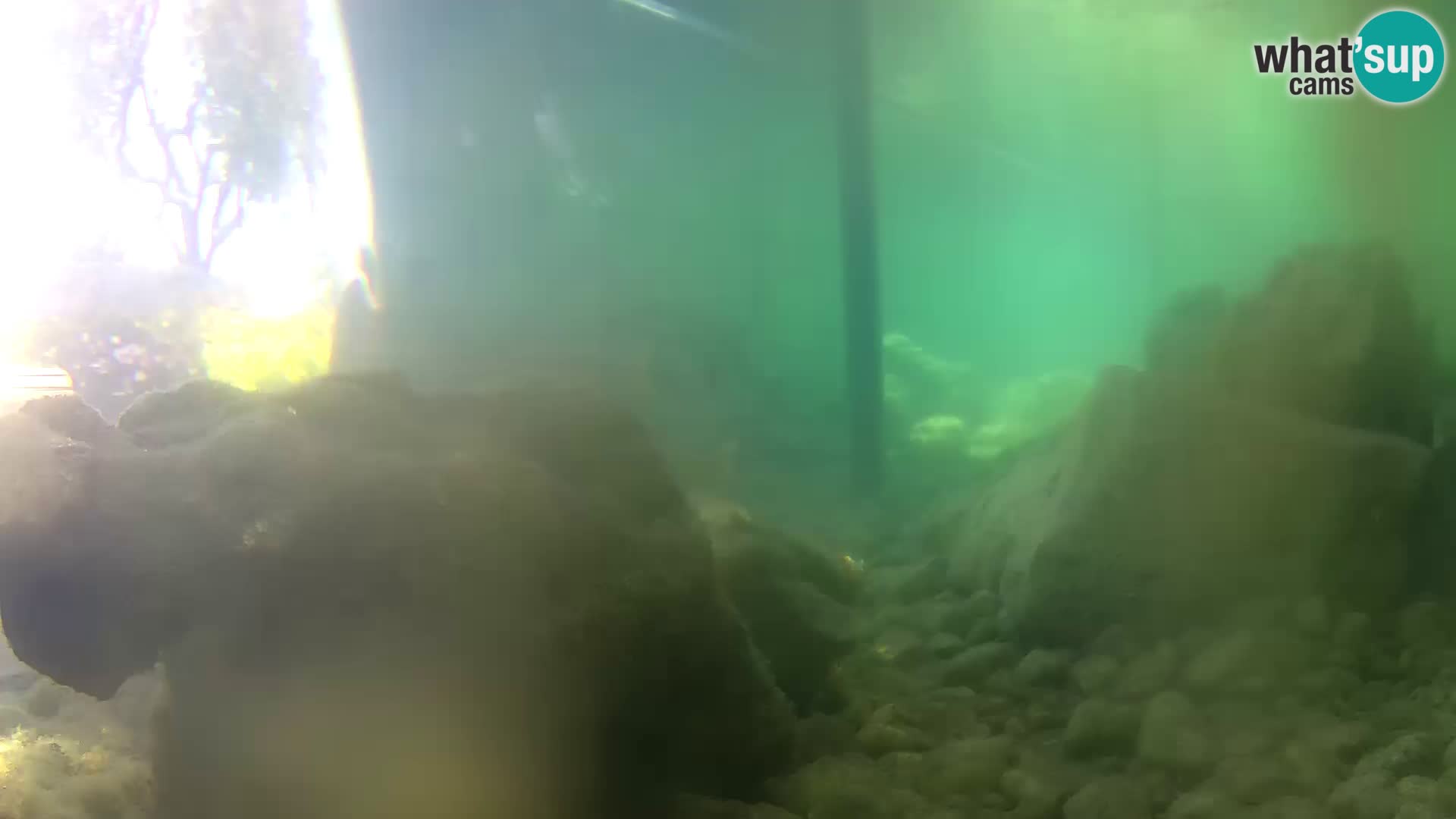 Acuario marino al aire libre Rogoznica webcam Croacia