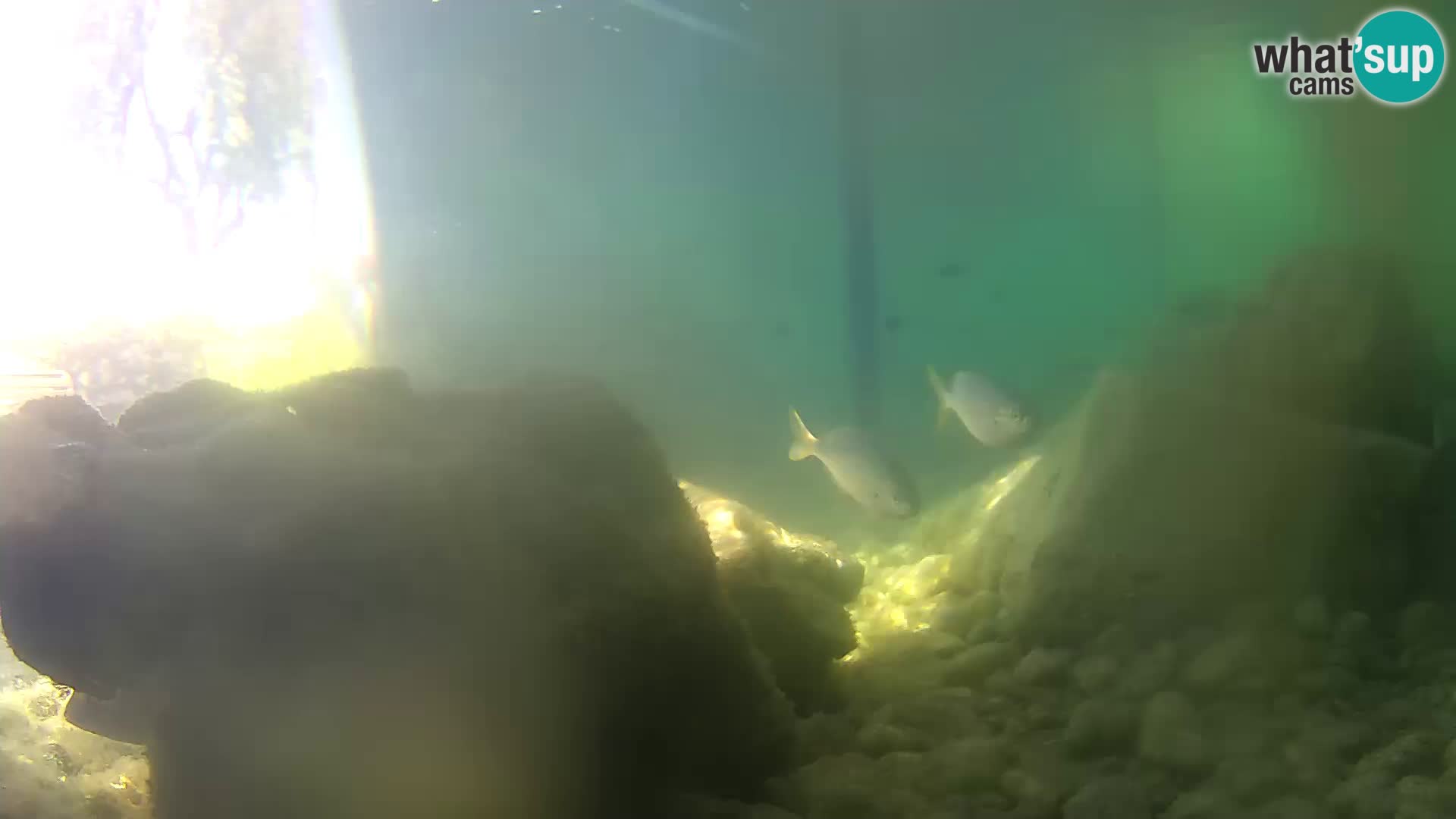 Marine Aquarium im Freien Rogoznica webcam Kroatien