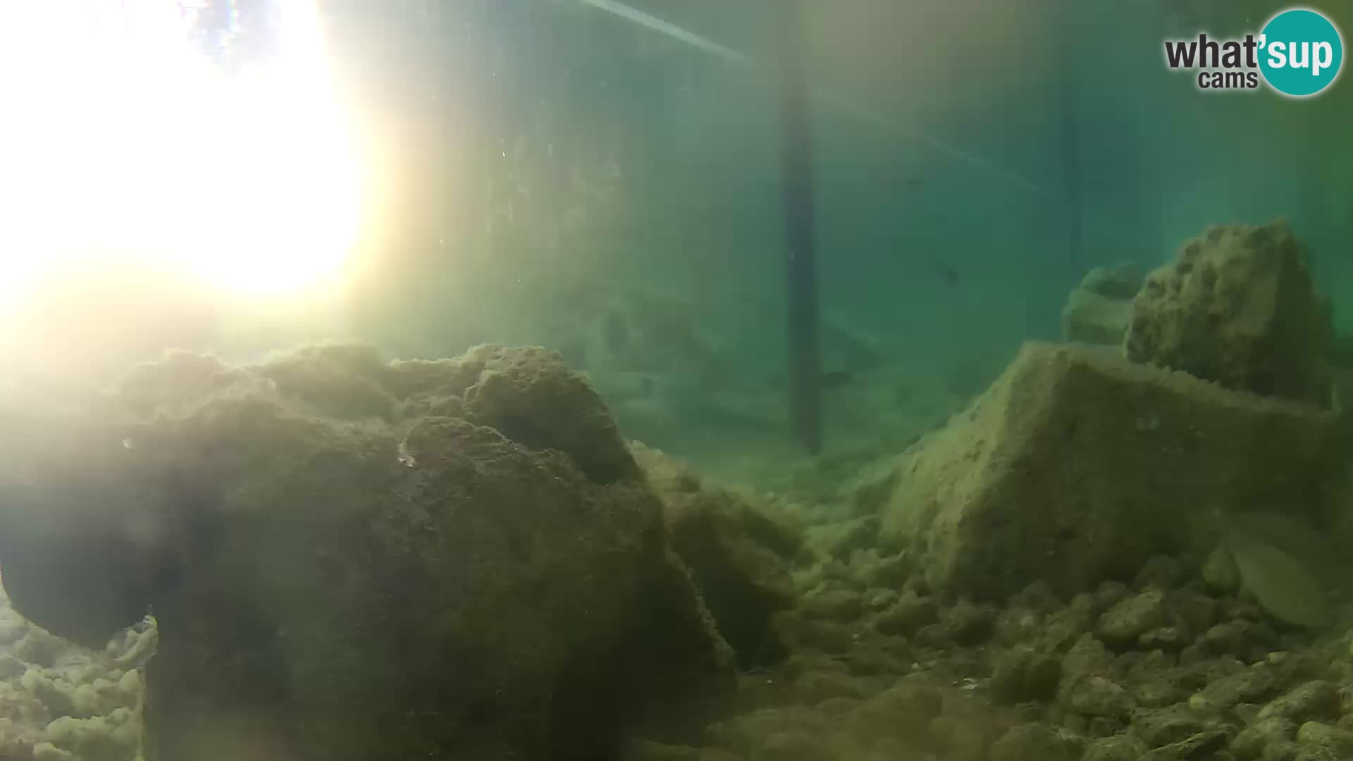Acuario marino al aire libre Rogoznica webcam Croacia