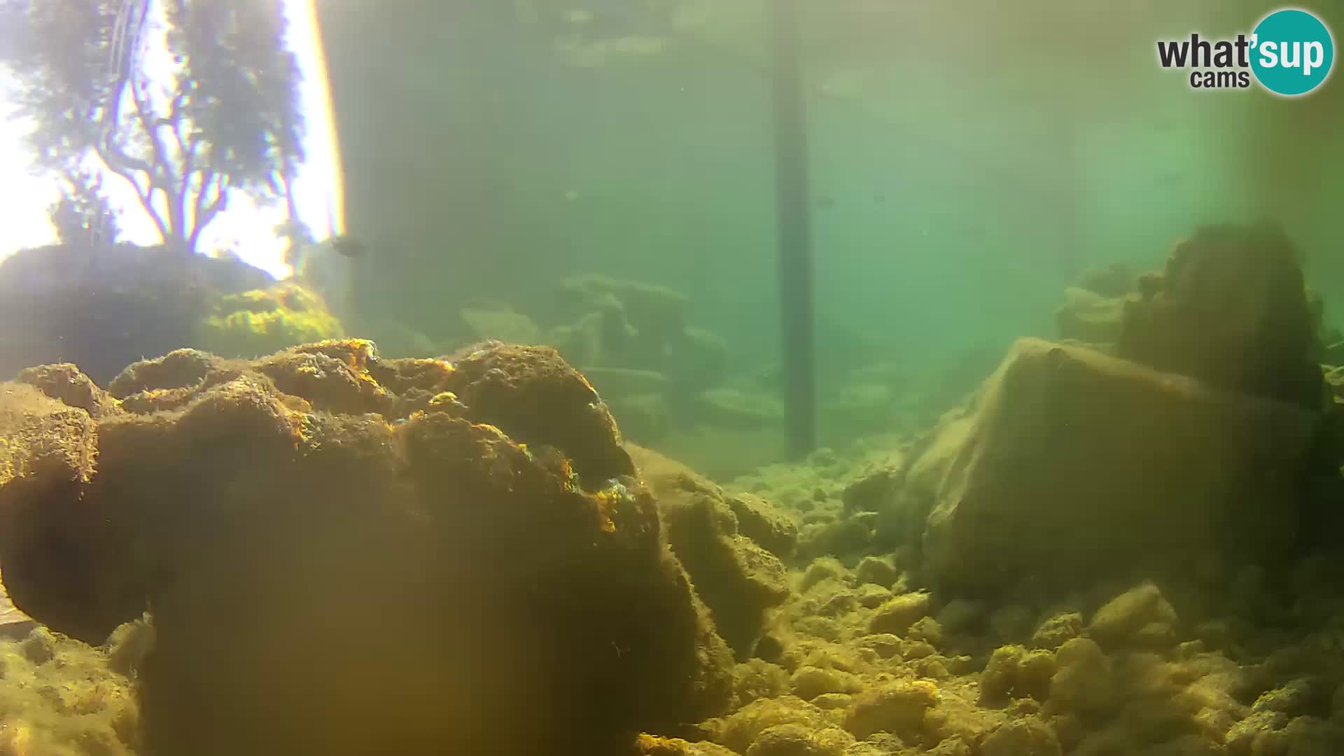 Acuario marino al aire libre Rogoznica webcam Croacia