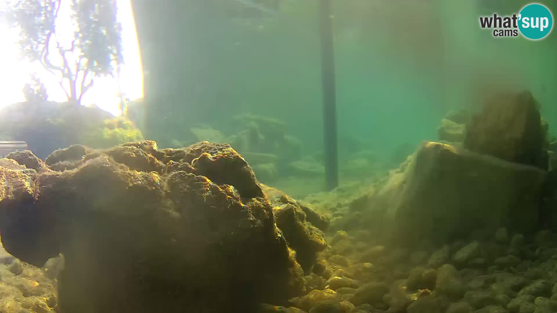 Outdoor Marine Aquarium Rogoznica webcam Croatia
