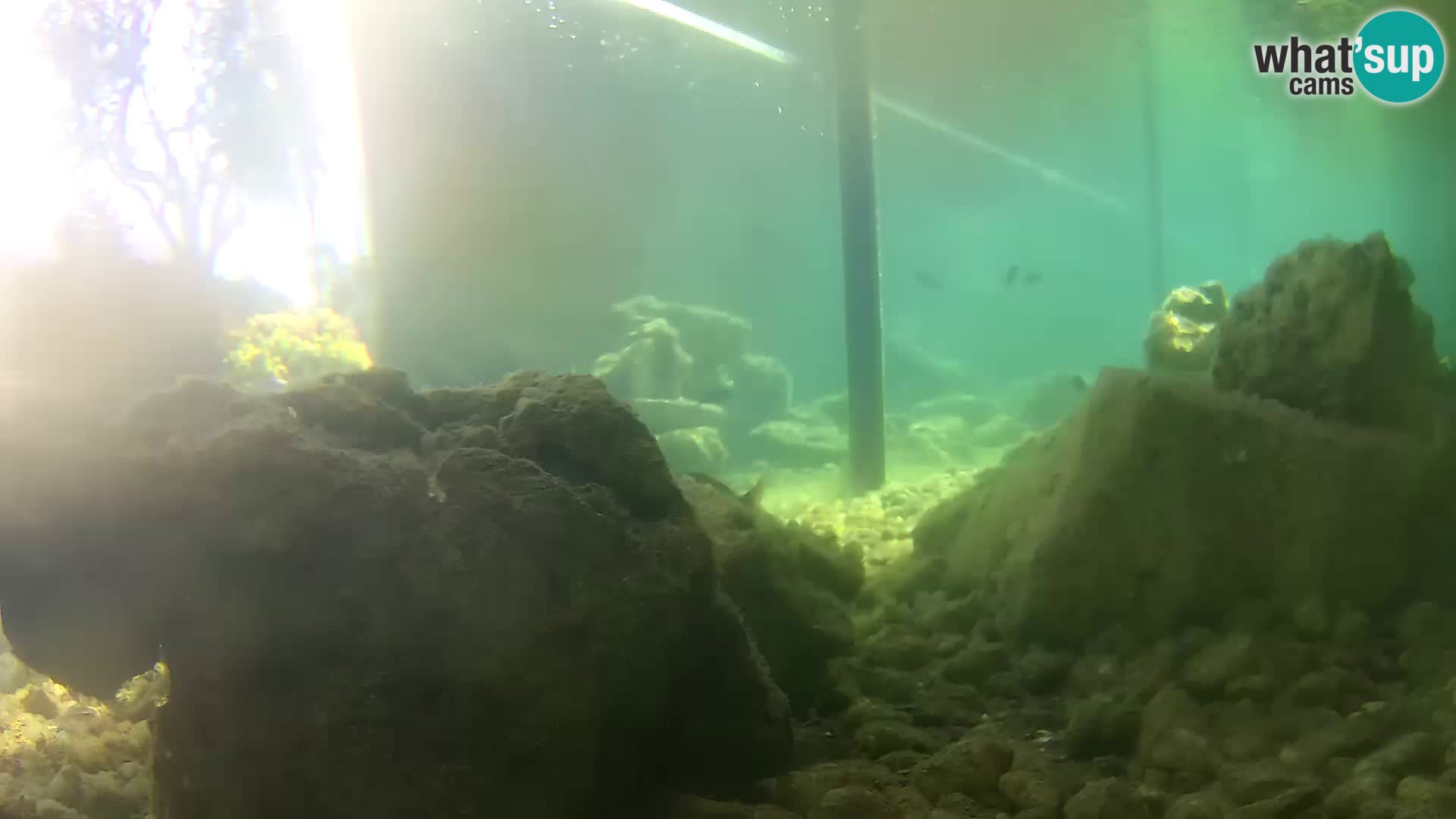 Webcam de l’aquarium marin extérieur de Rogoznica Croatie