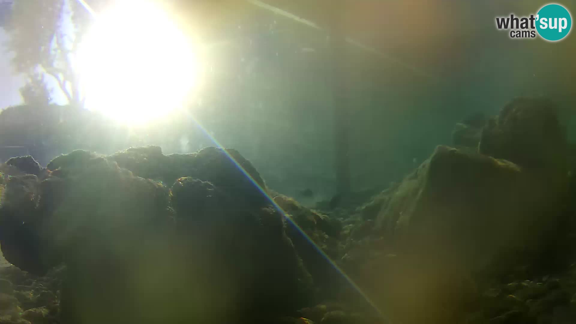 Aquario marino esterno –  Rogoznica livecam Croazia