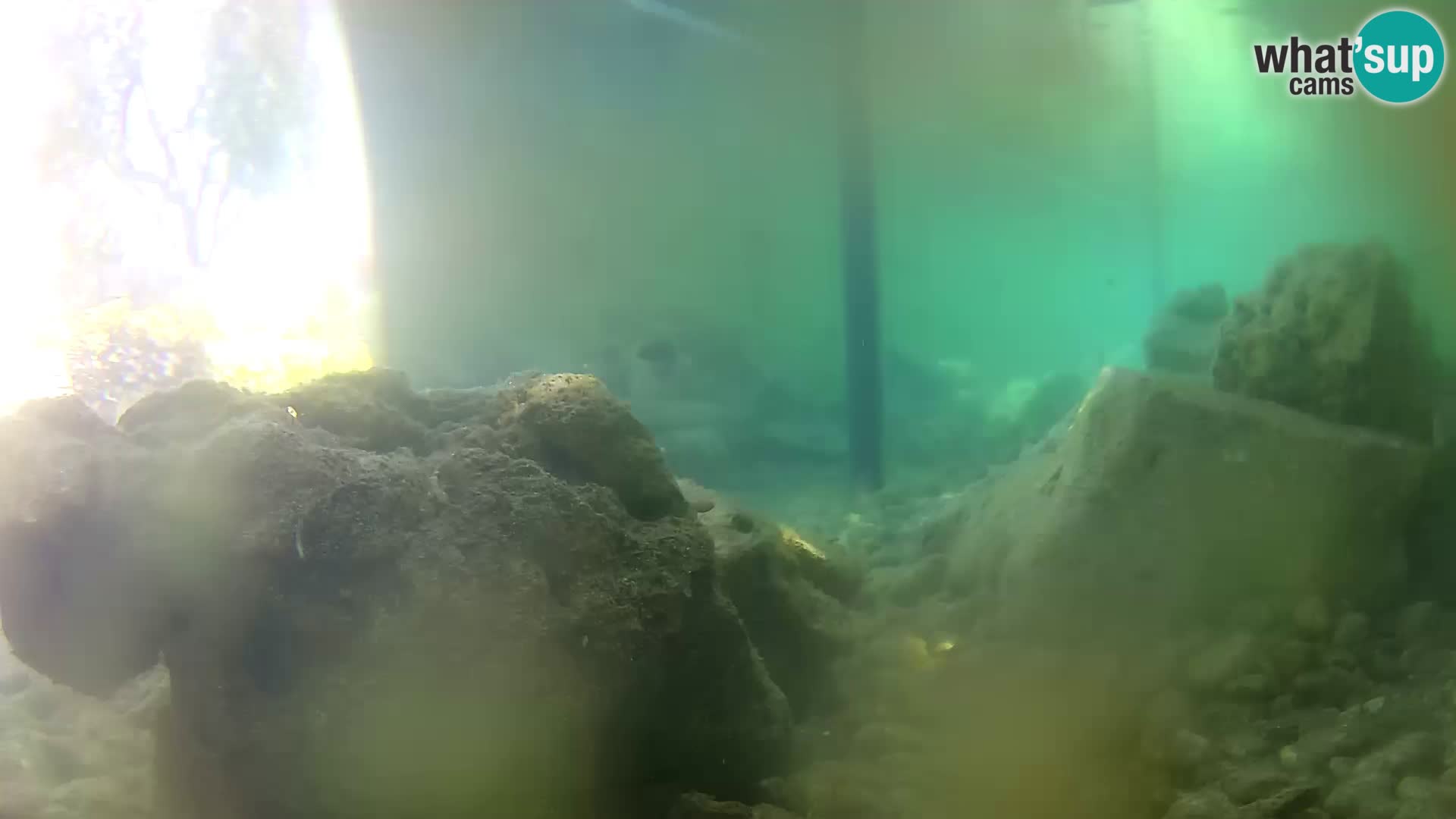 Aquario marino esterno –  Rogoznica livecam Croazia