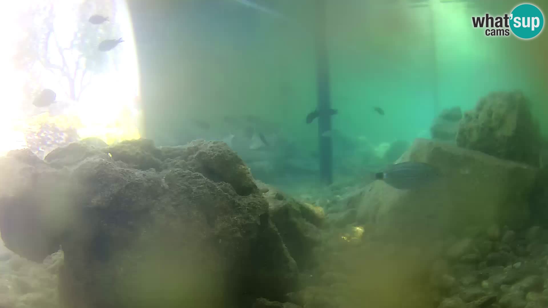 Outdoor Marine Aquarium Rogoznica webcam Croatia