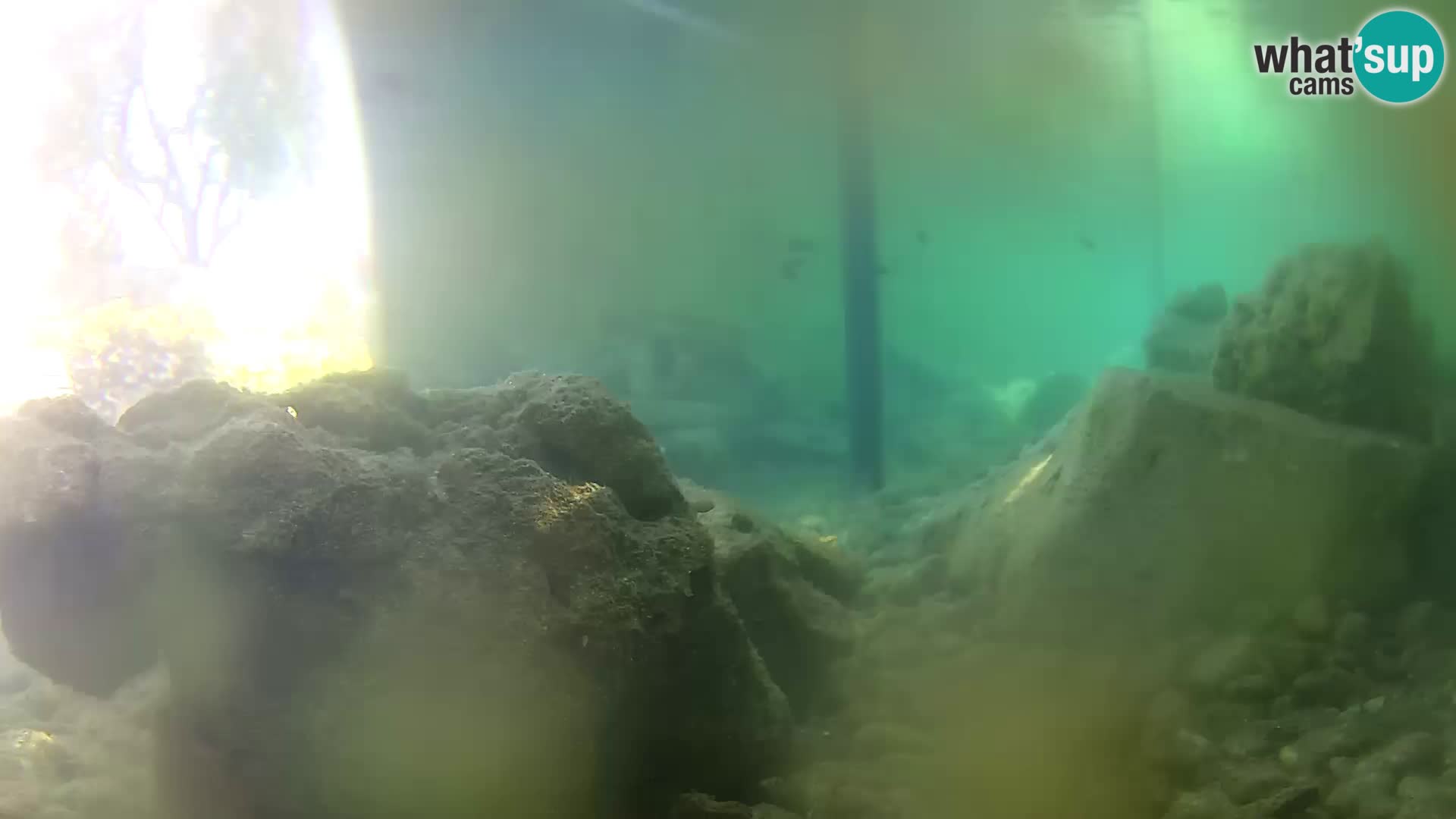 Acuario marino al aire libre Rogoznica webcam Croacia