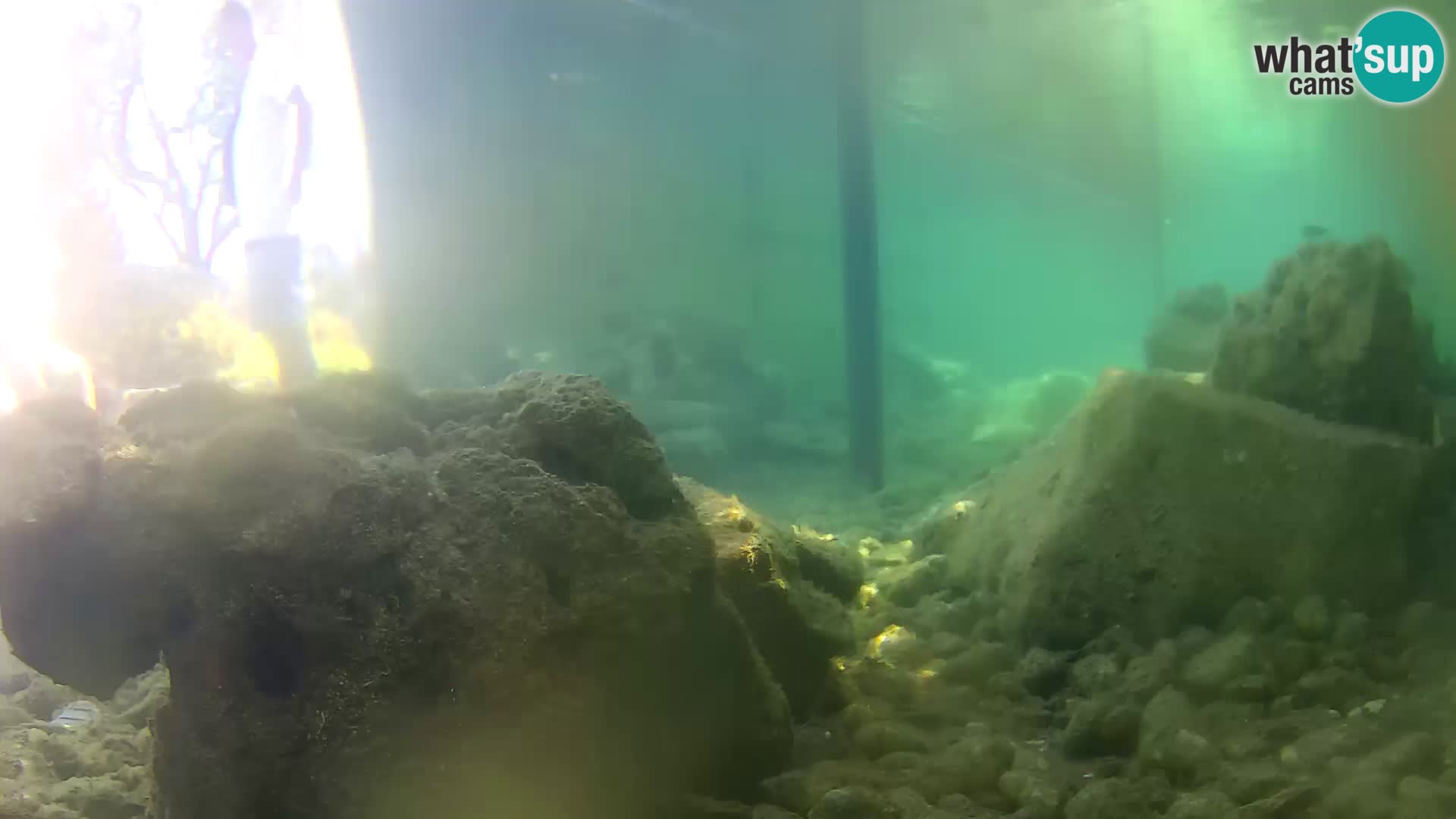 Acuario marino al aire libre Rogoznica webcam Croacia