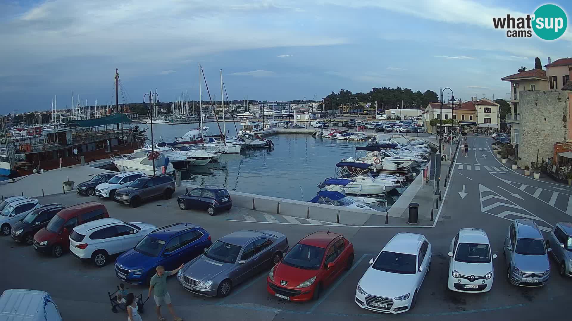 Novigrad | Porporela marina