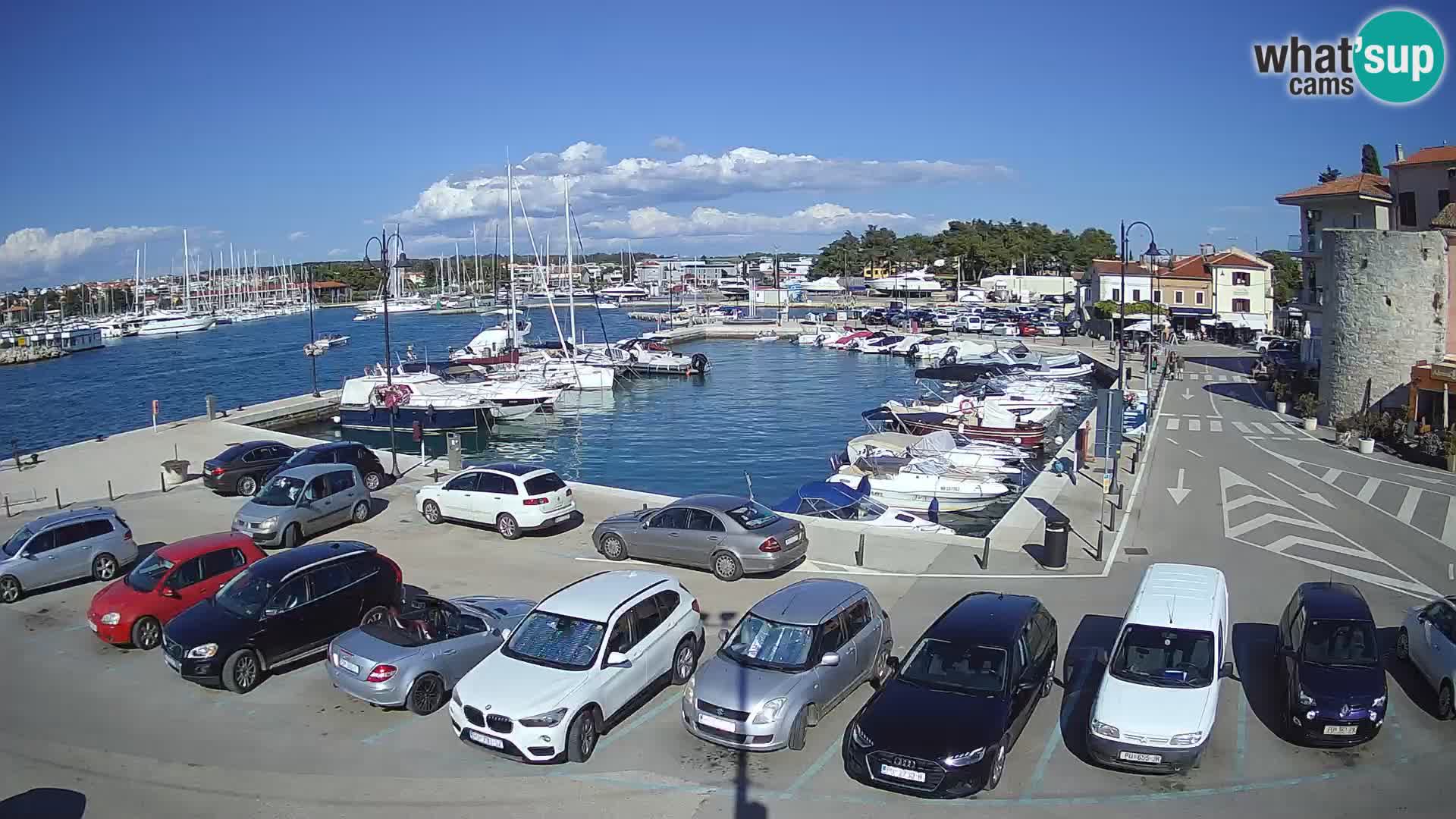 Novigrad | Porporela marina