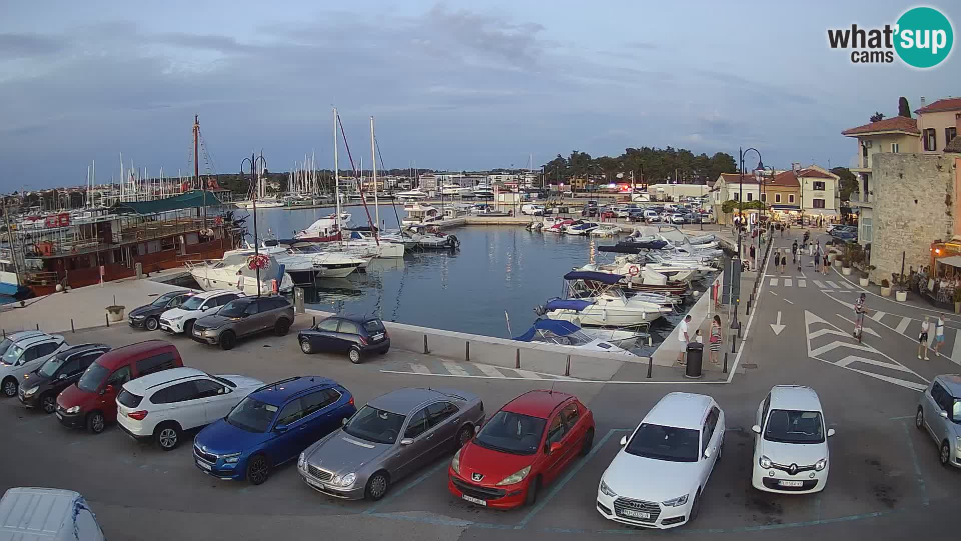 Novigrad | Porporela marina